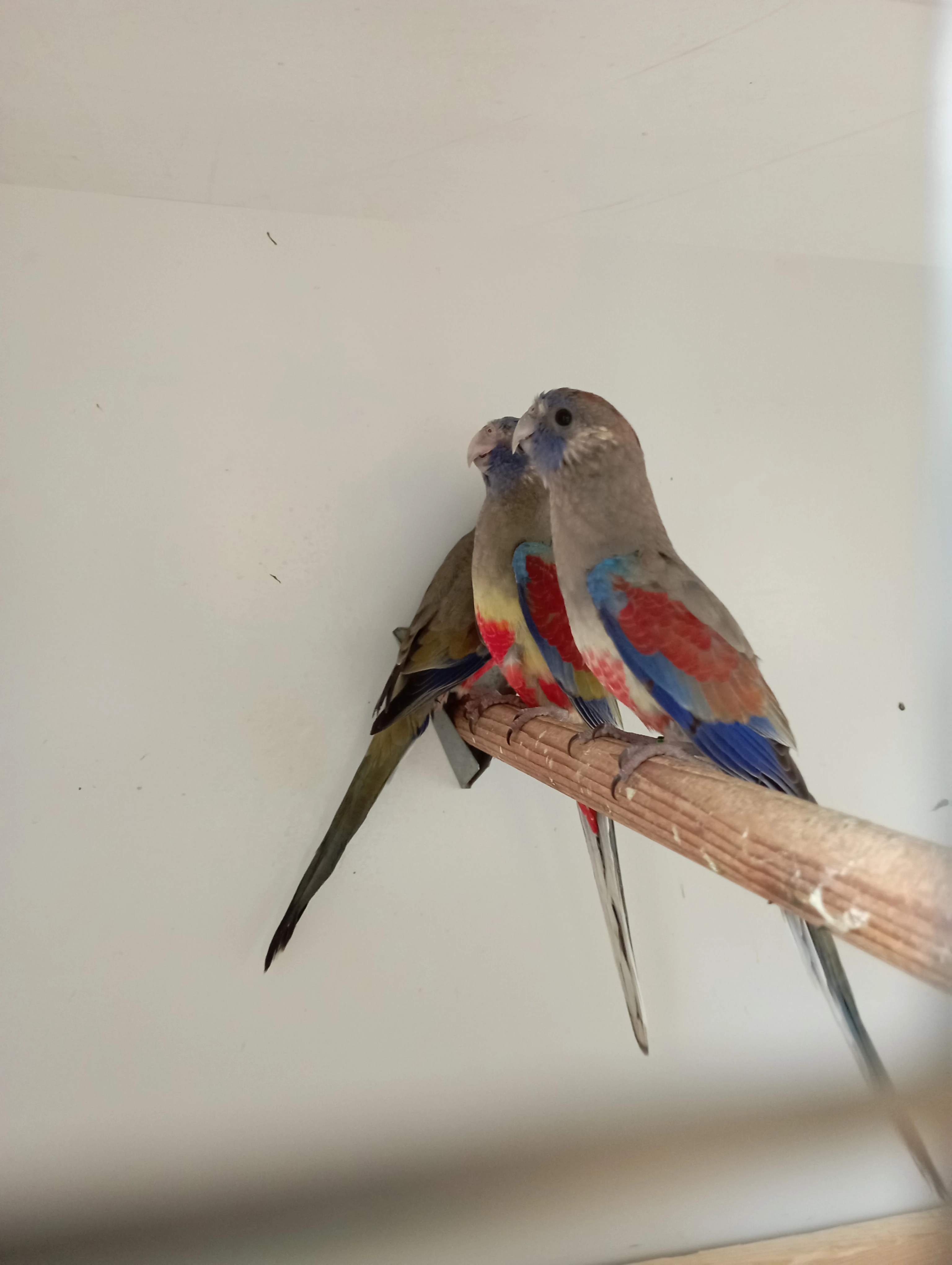 Koupím papoušek rudobřičhý a barnard