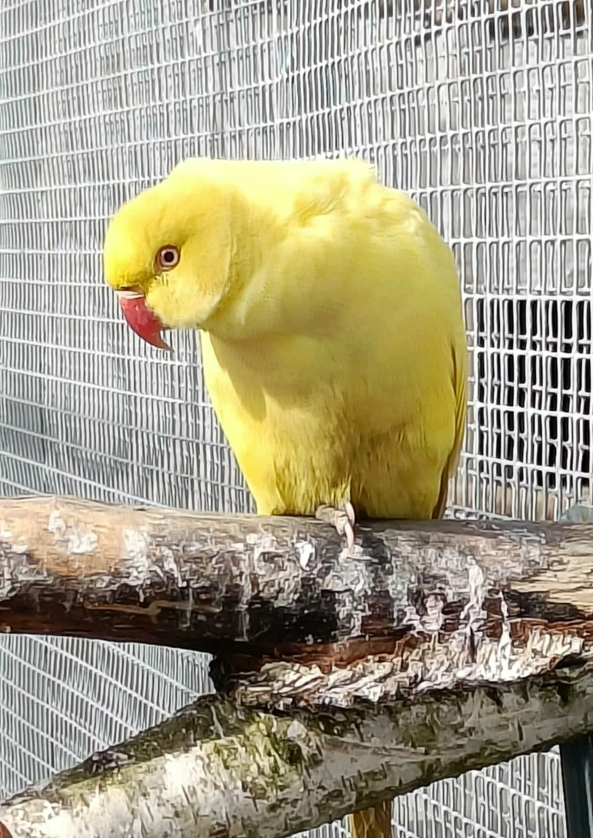 Alexandr Malý Samice 23