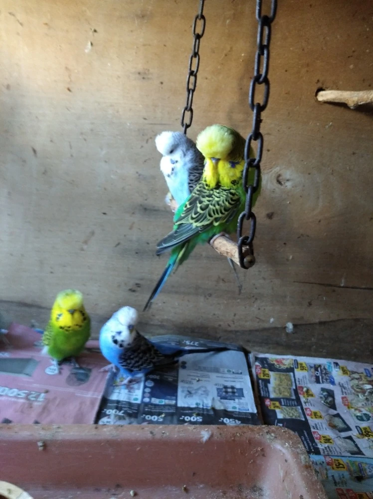 Andulky po výstavních rodičích