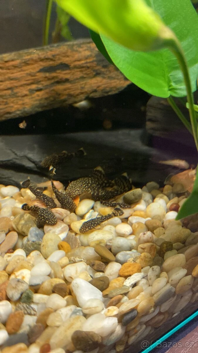 Ancistrus - hnědý/zlatý, odběr Kyjov