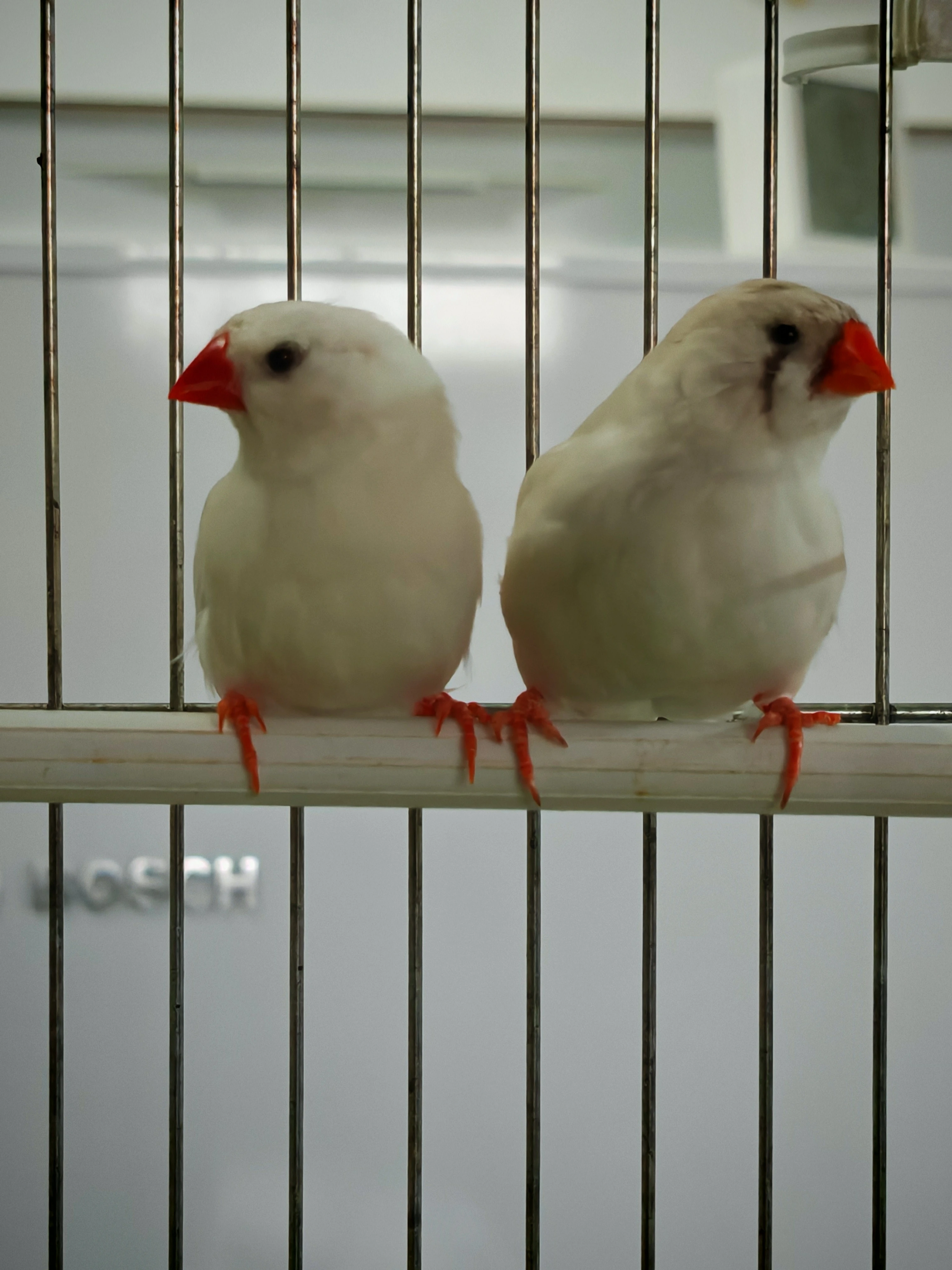 Zebřička pestrá pár