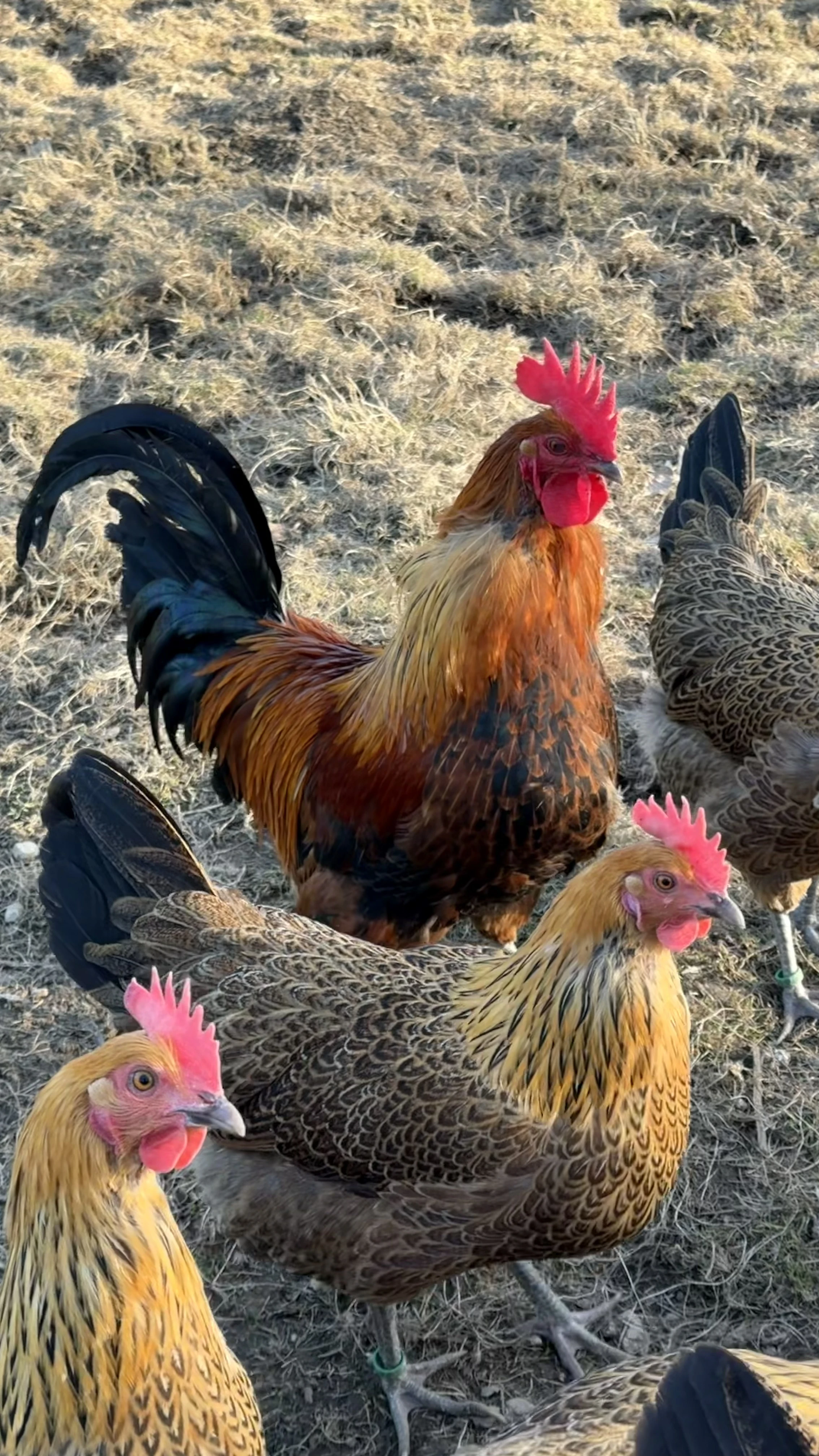 Násadová vejce česká slepice zlatá kropenatá - výstavní chov