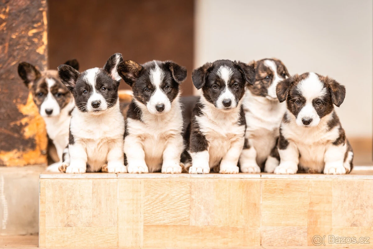Štěňata welsh corgi cardigan