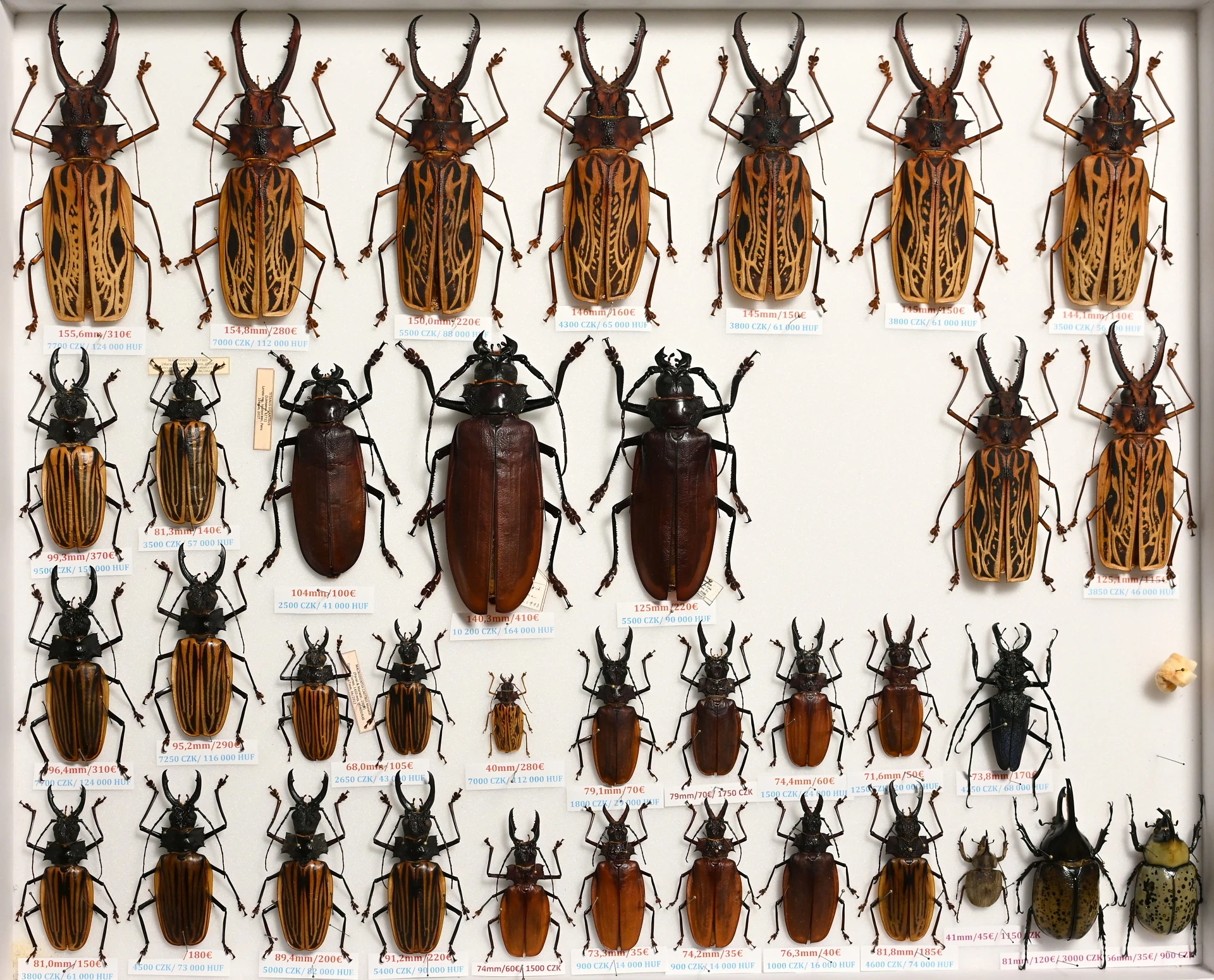 Preparované chrobáky - Amerika