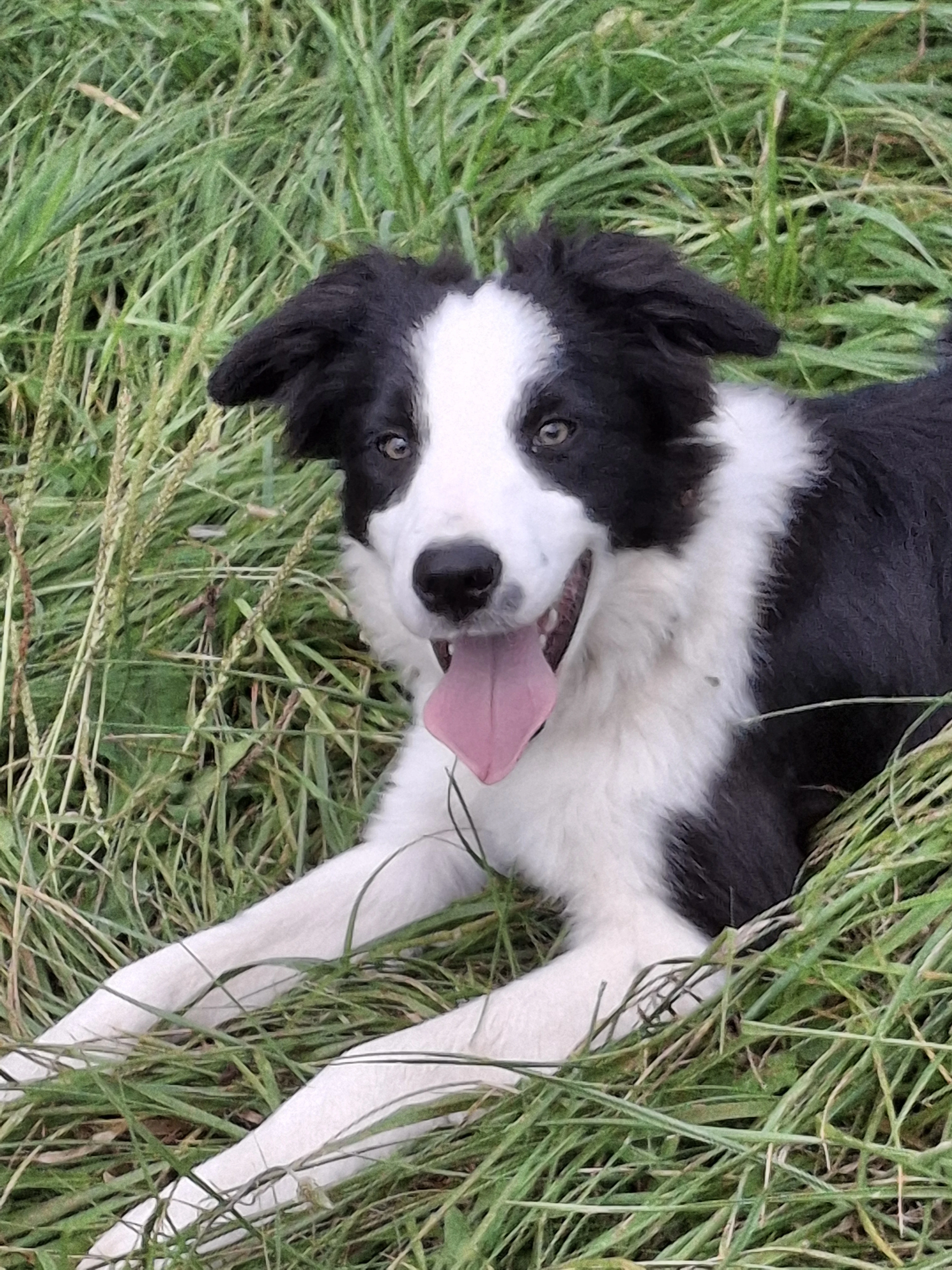 Prodám ročního pejska border collie s PP