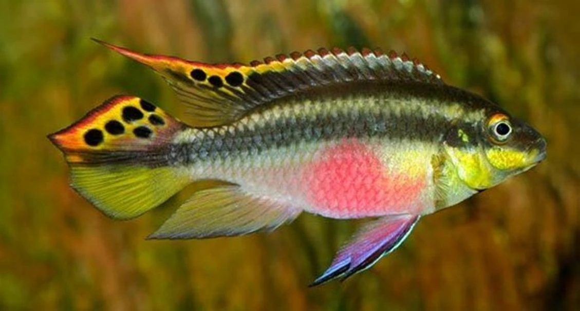 Pestřenec červený