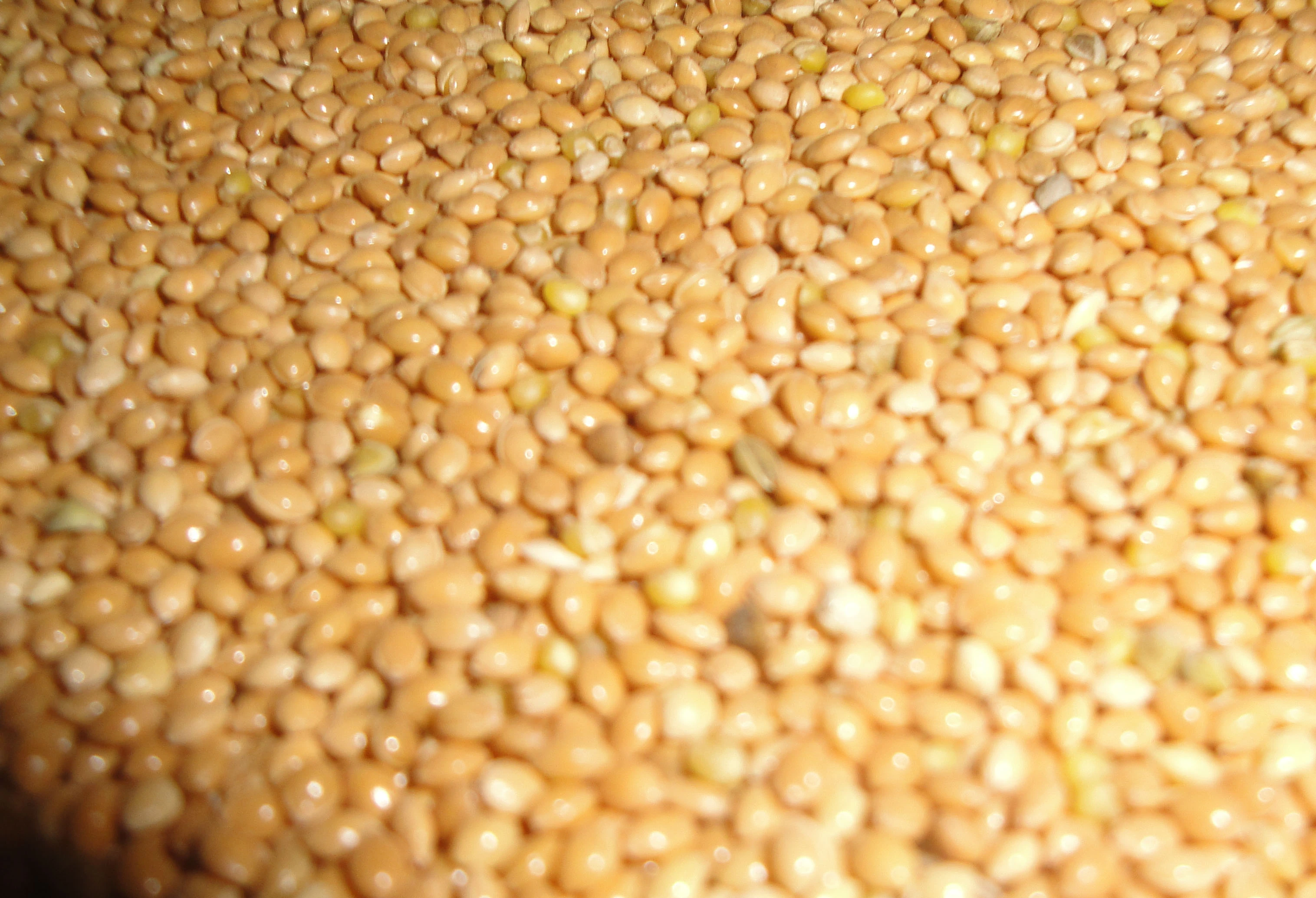 Slunečnice, lesknice , pšenice, kukuřice, len atd.