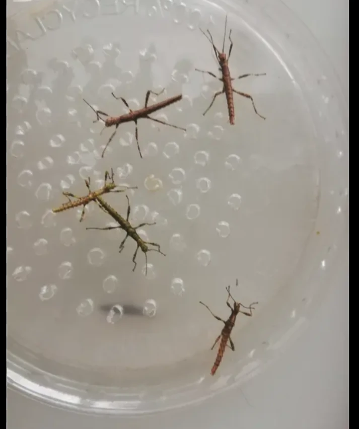 Strašilky ostrouhlé (eurycantha calcarata)