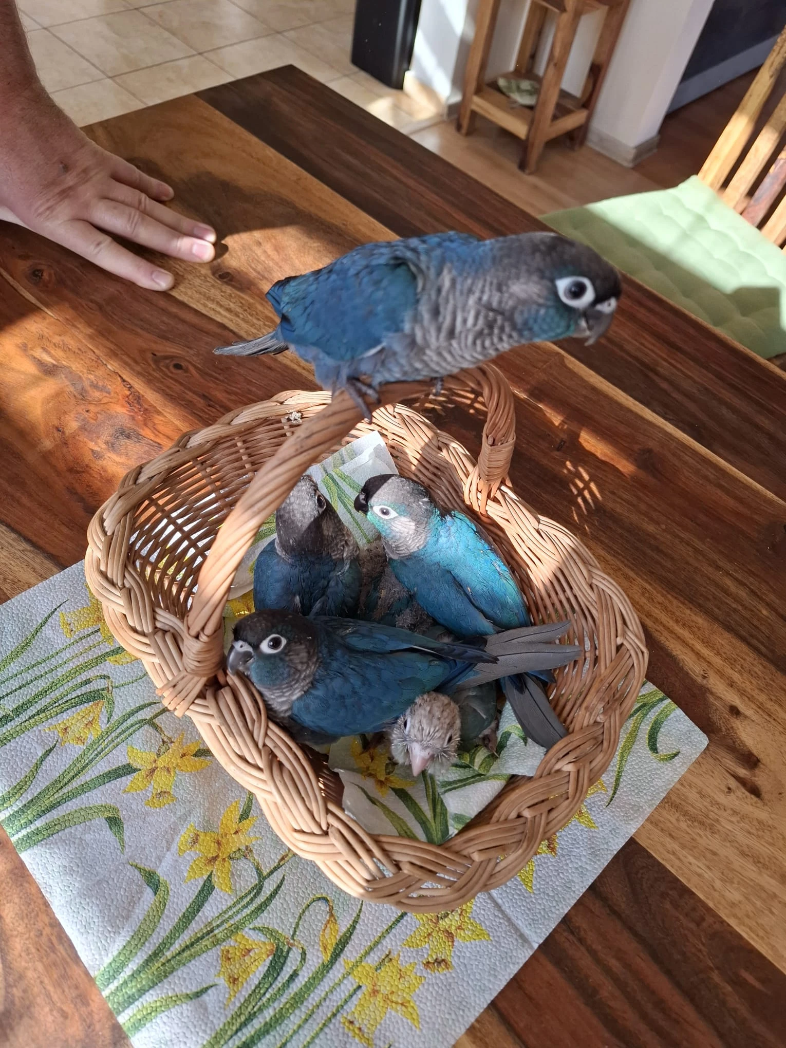 Ručně dokrmená mláďata pyrury zelenolícího