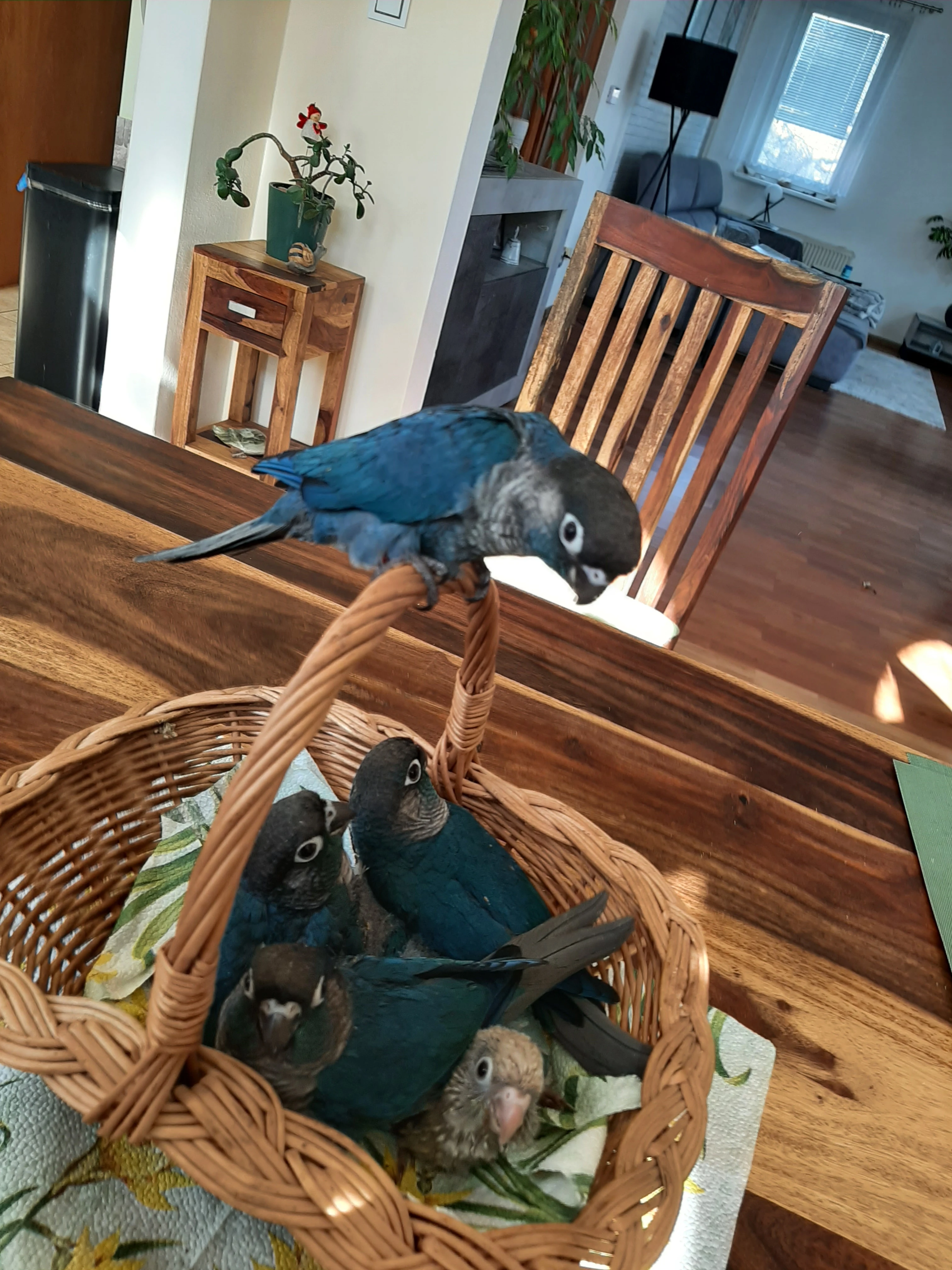 Ručně dokrmená mláďata pyrury zelenolícího