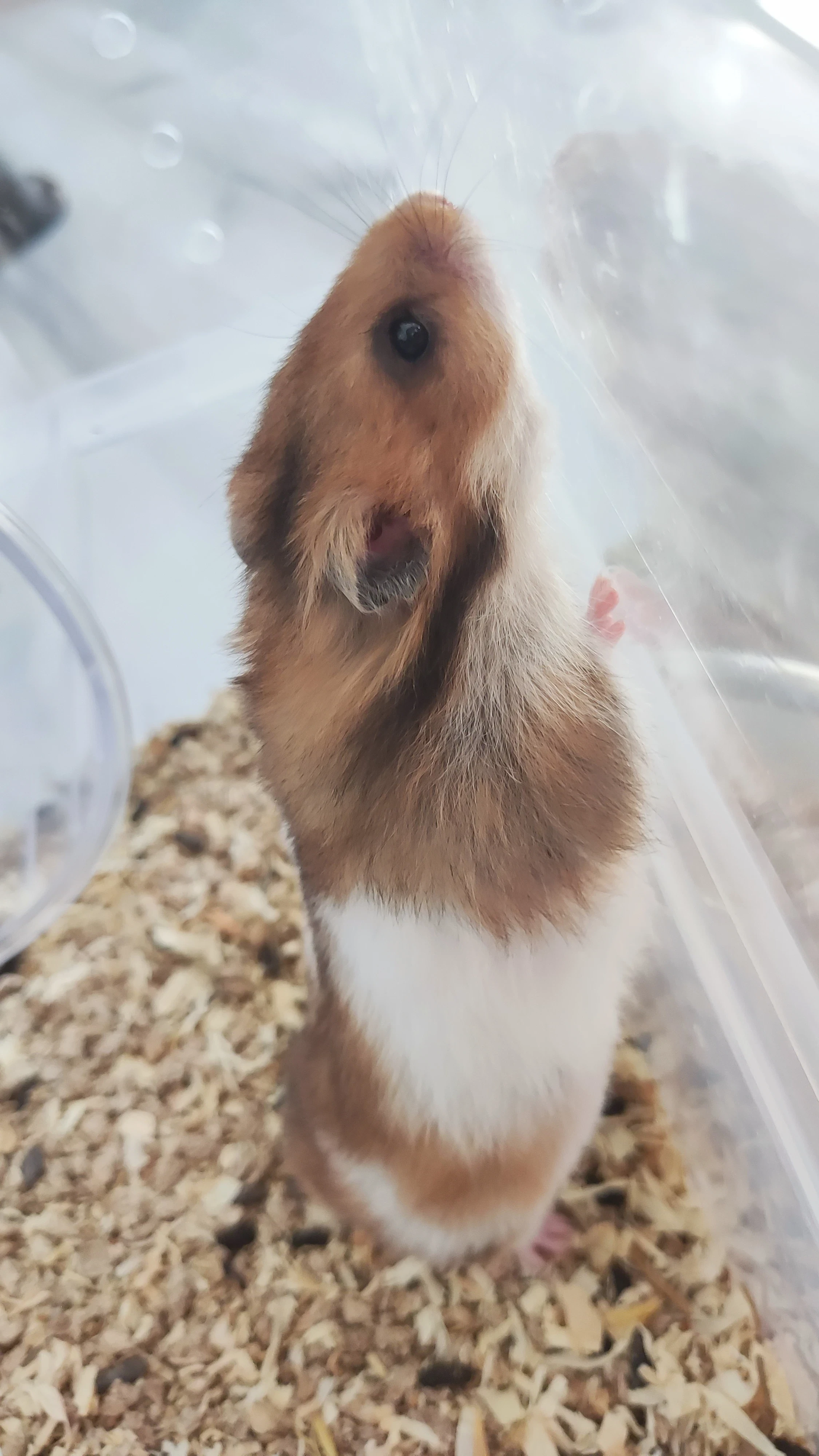 Prodám křečka syrského