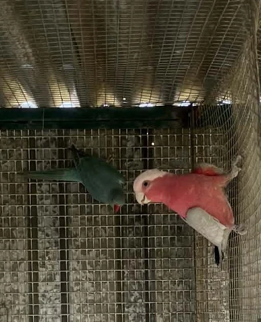 Kakadu růžový alexandr malý