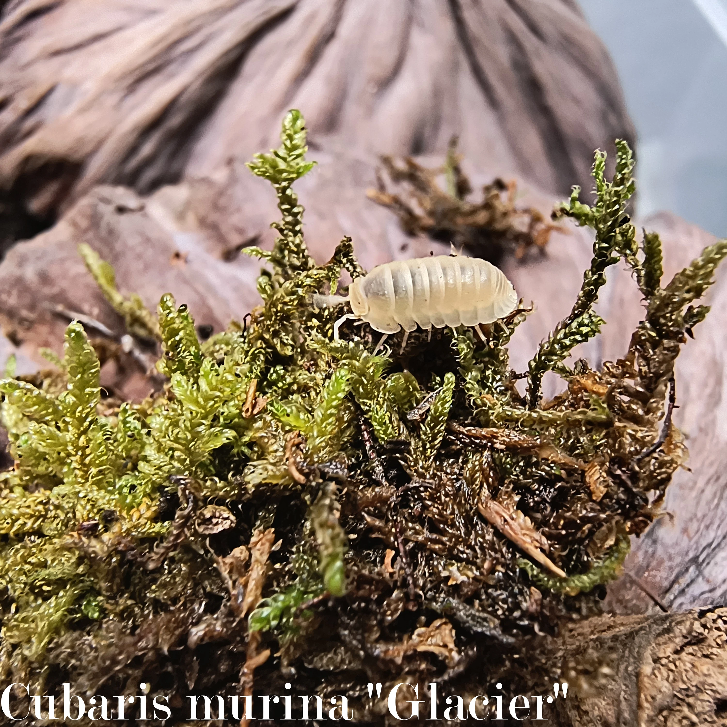 Isopody·stínky - Bulk/balíčky