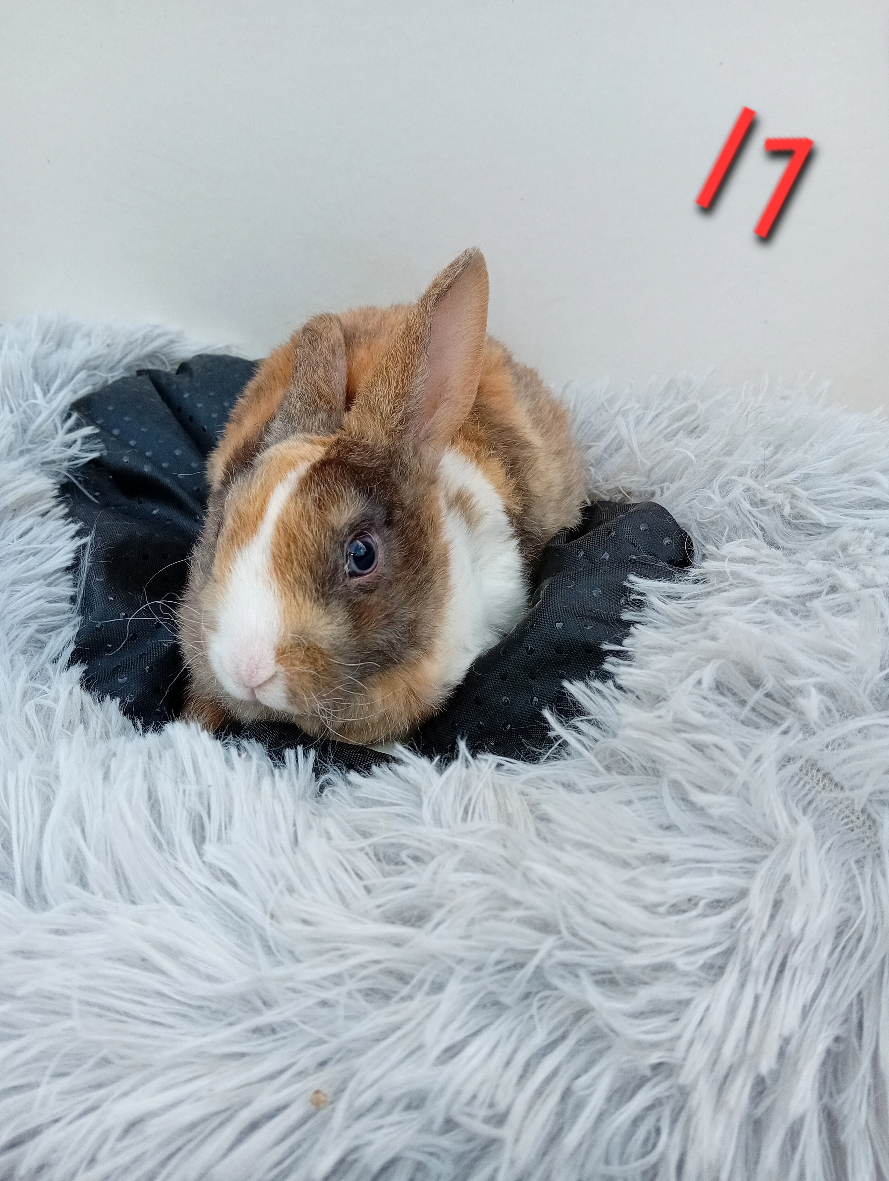 Zakrslý králíček rex I1