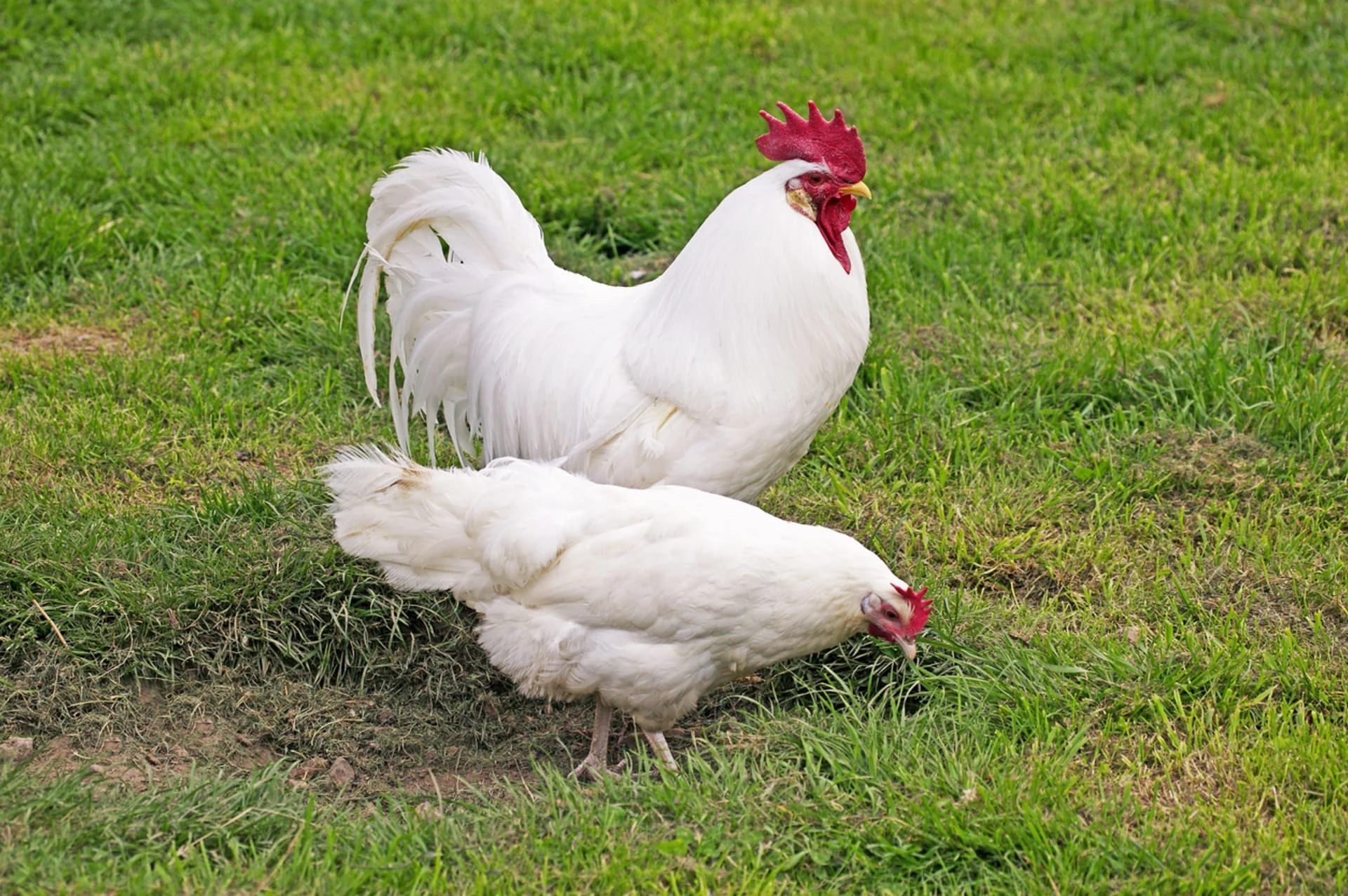 Leghorn násadová vejce
