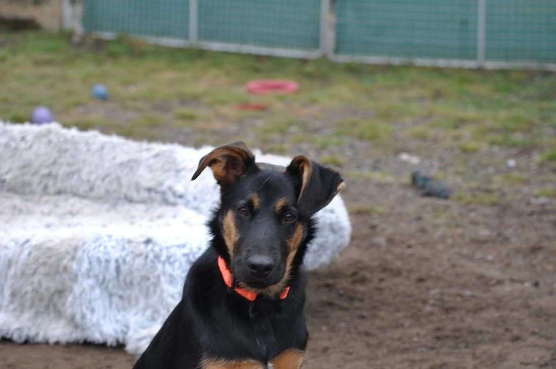 Hektor - akční pejsek k adopci