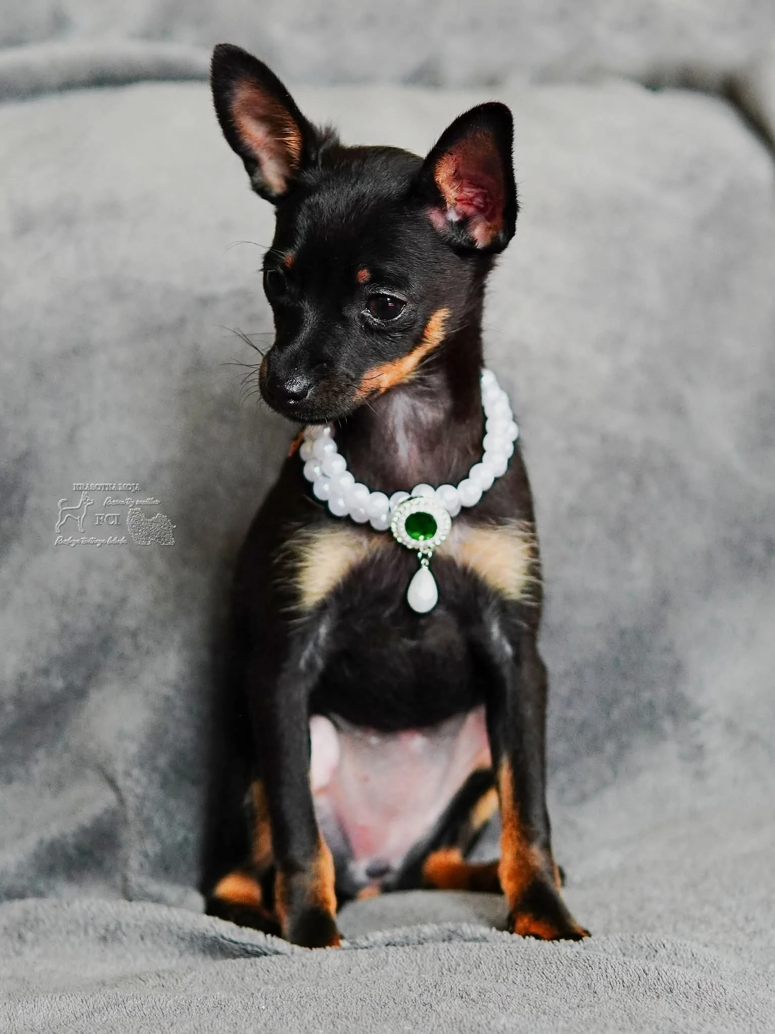 Ruský toy hladkosrstý