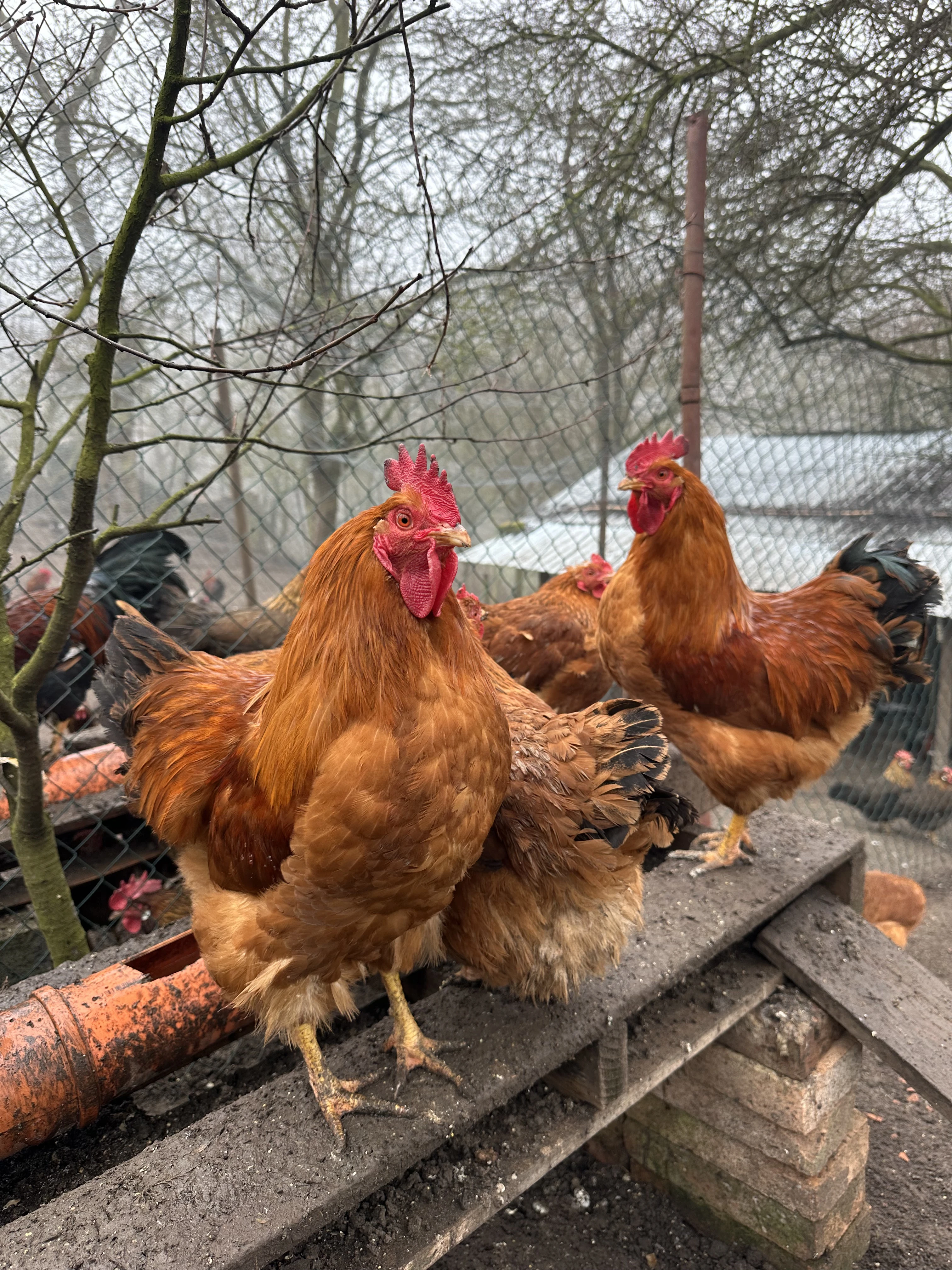 Prodám kuřata – Hempšírky