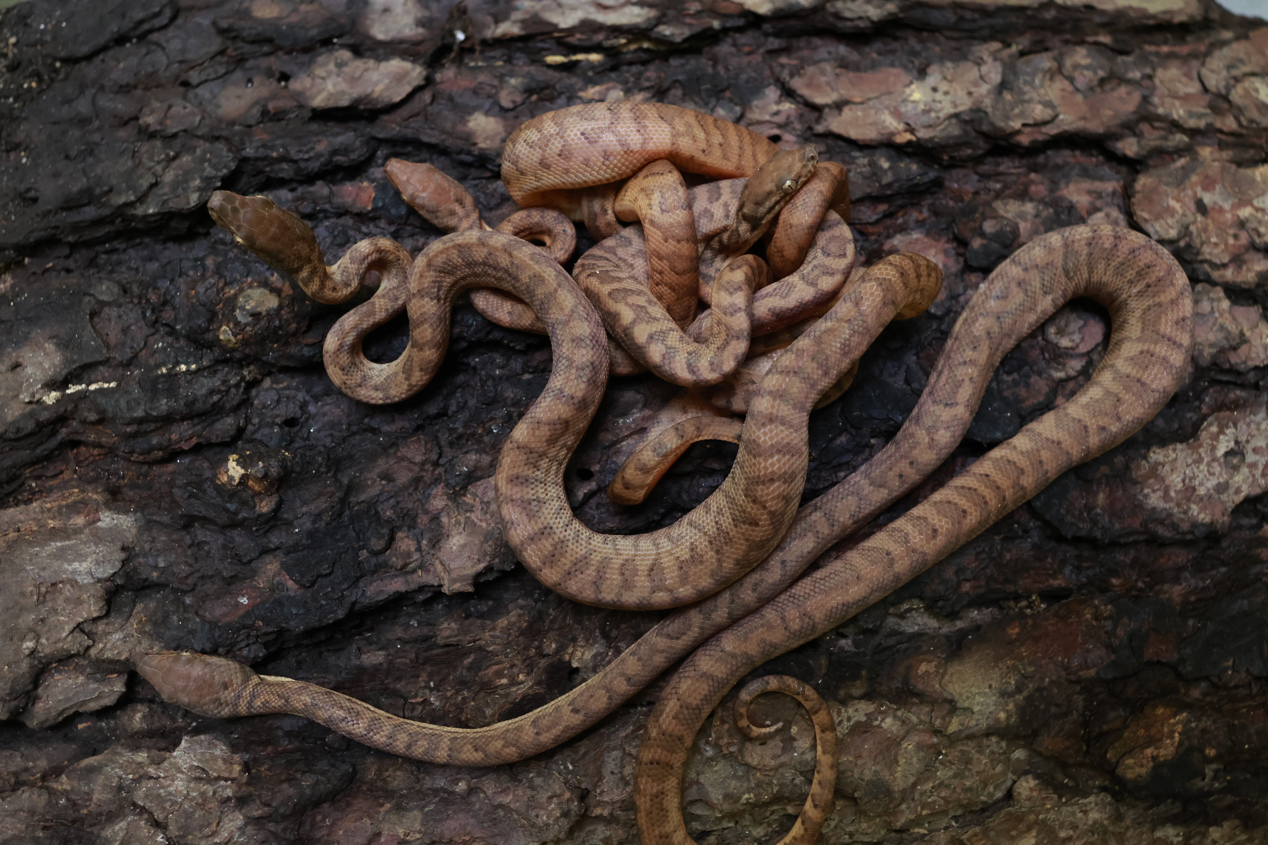 Hroznýšovec portorický