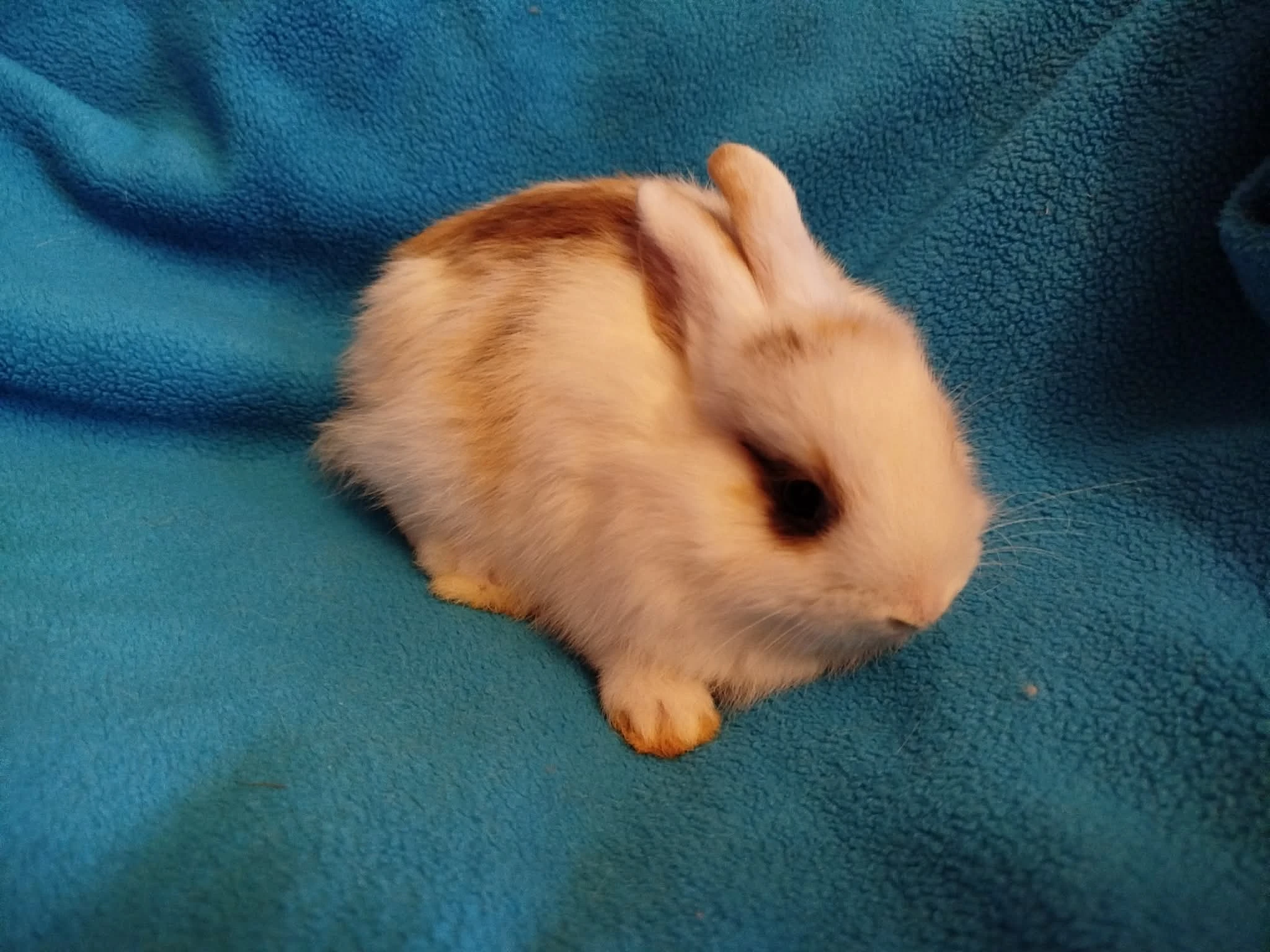 Nabízím zakrslého králíčka-stáří 7 týdnů