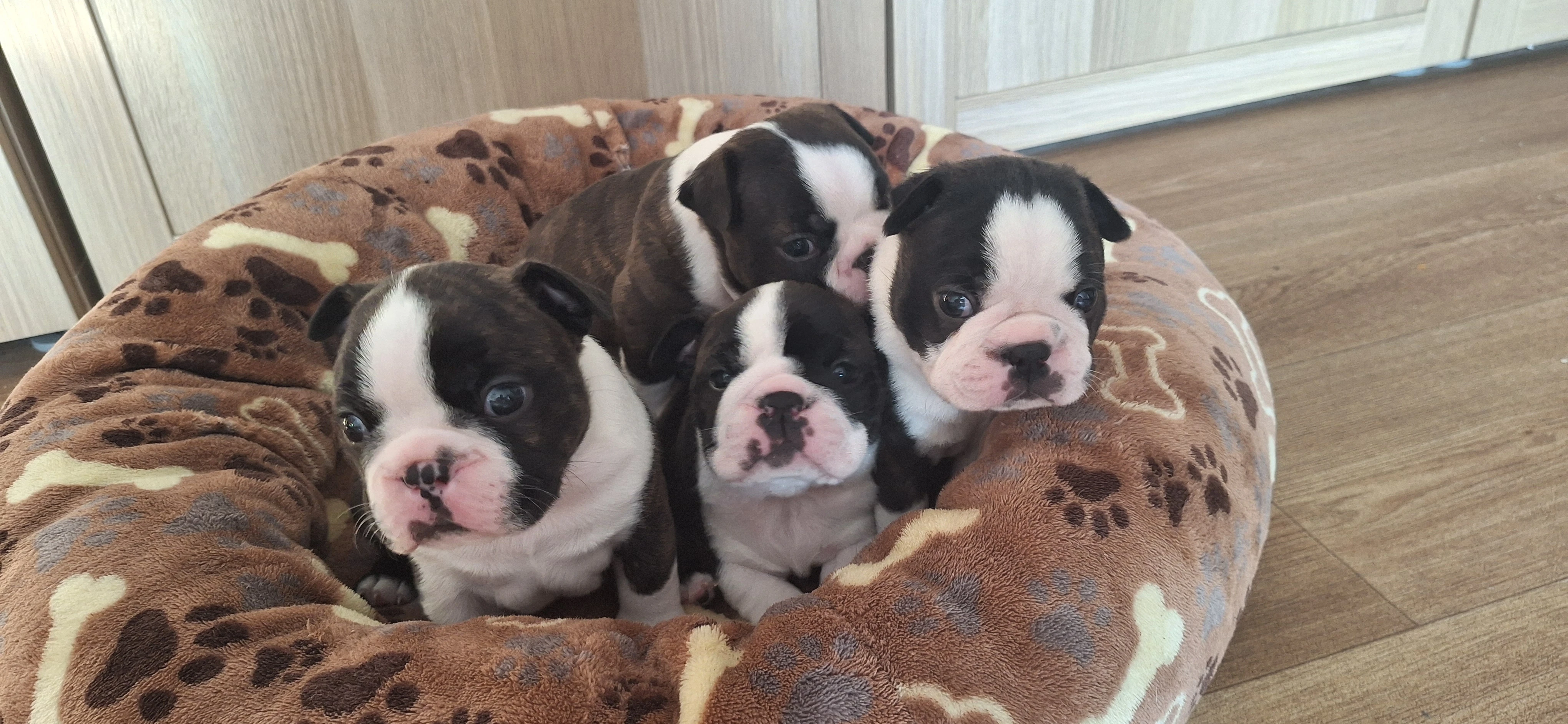 Bostonský teriér - štěňátka