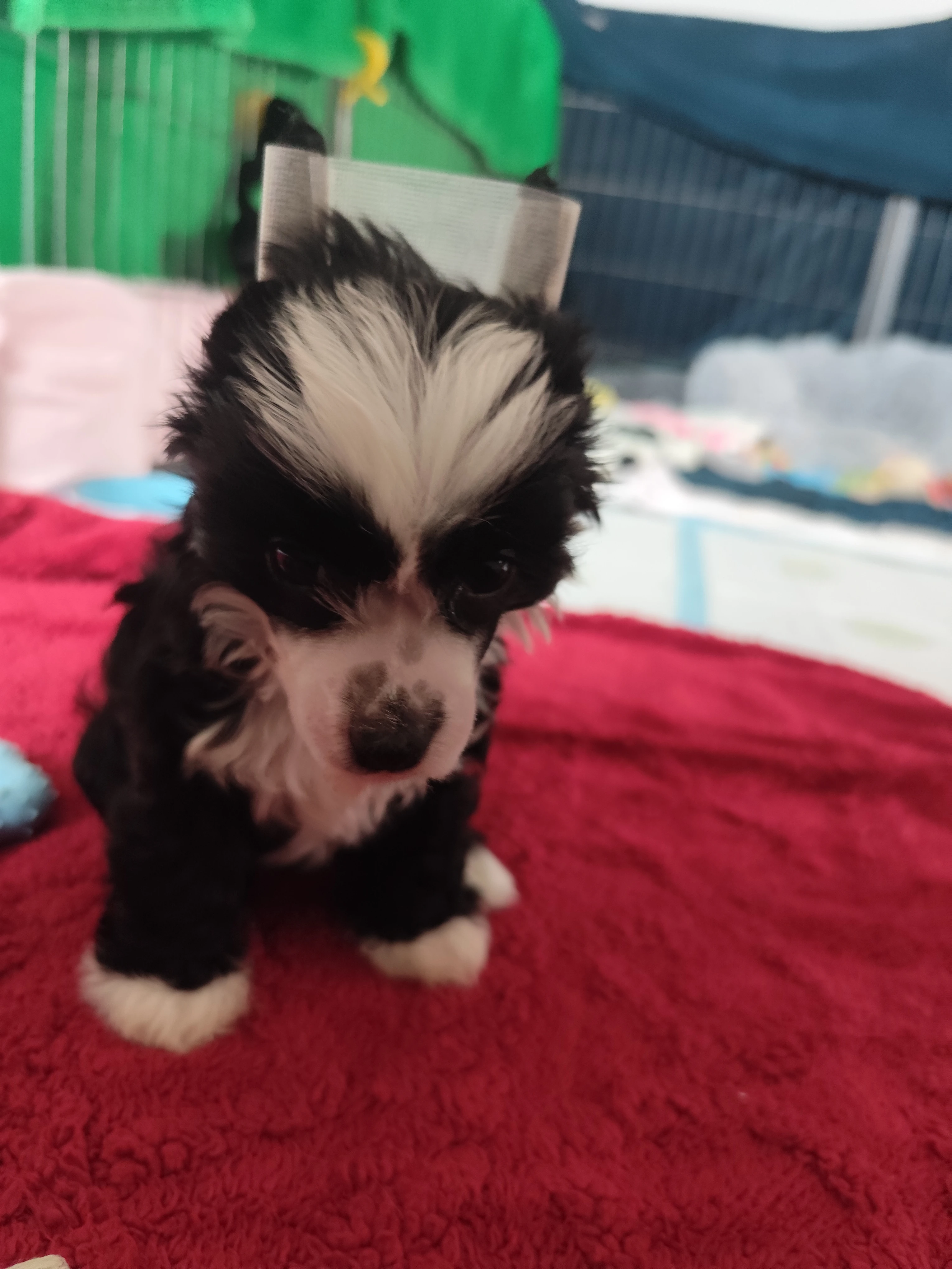 Štěňata čínského chocholatého psa