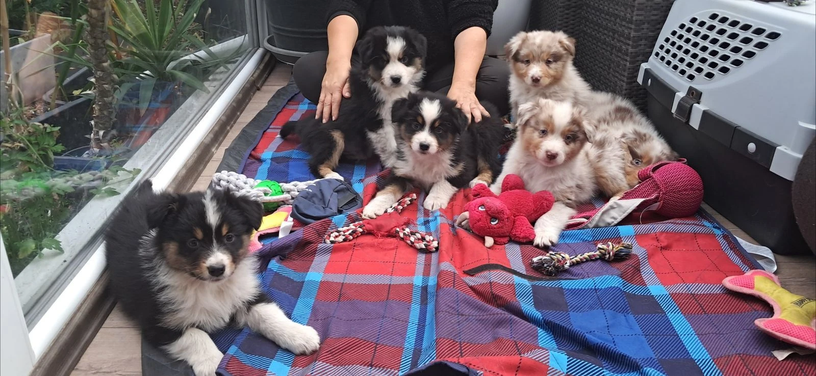 K dispozici rozkošná štěňata australského ovčáka