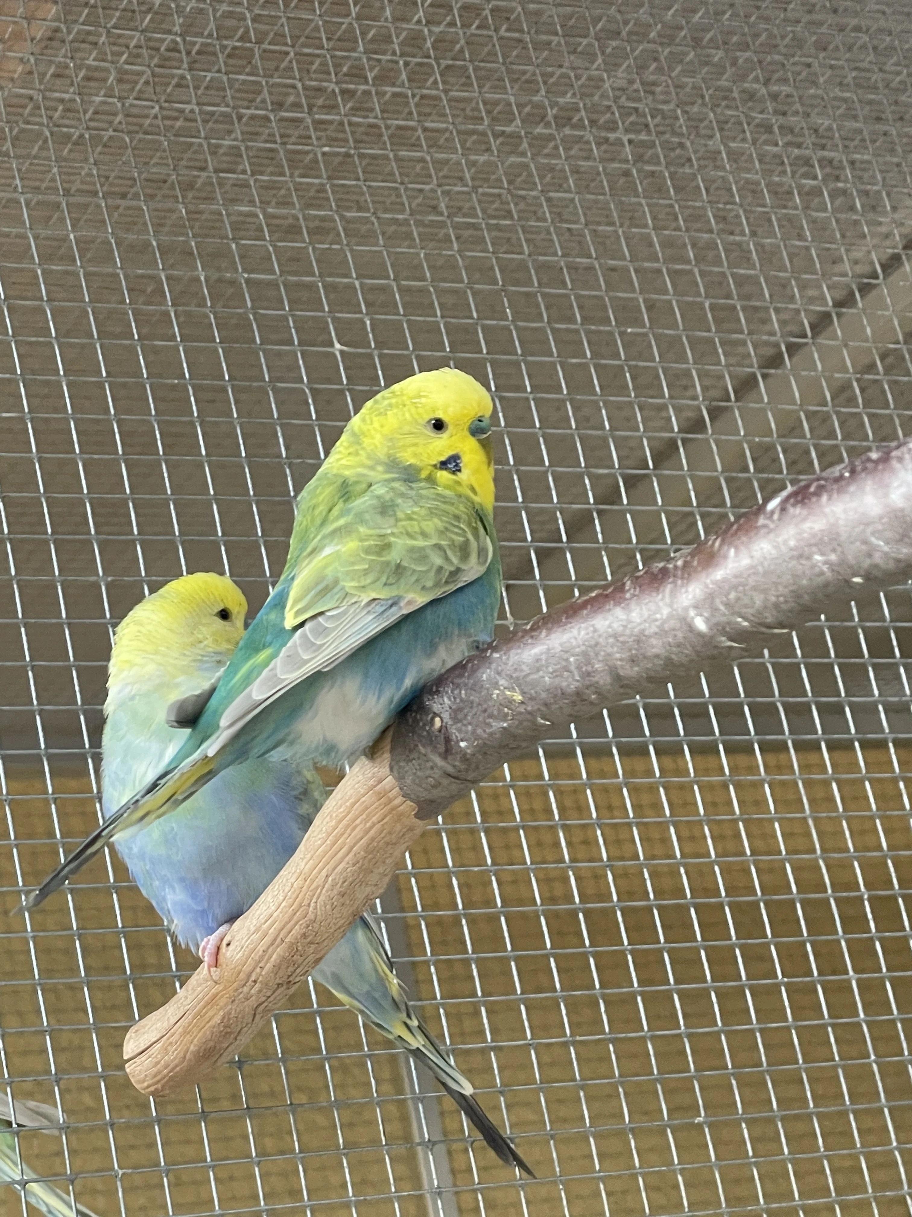 Duhové andulky 2025