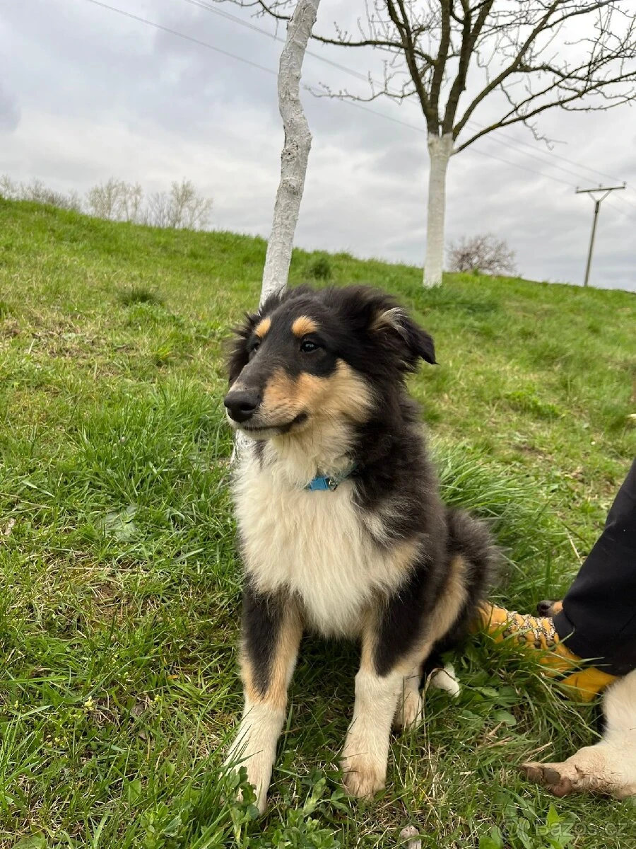 Štěňata v typu kolie, bez PP