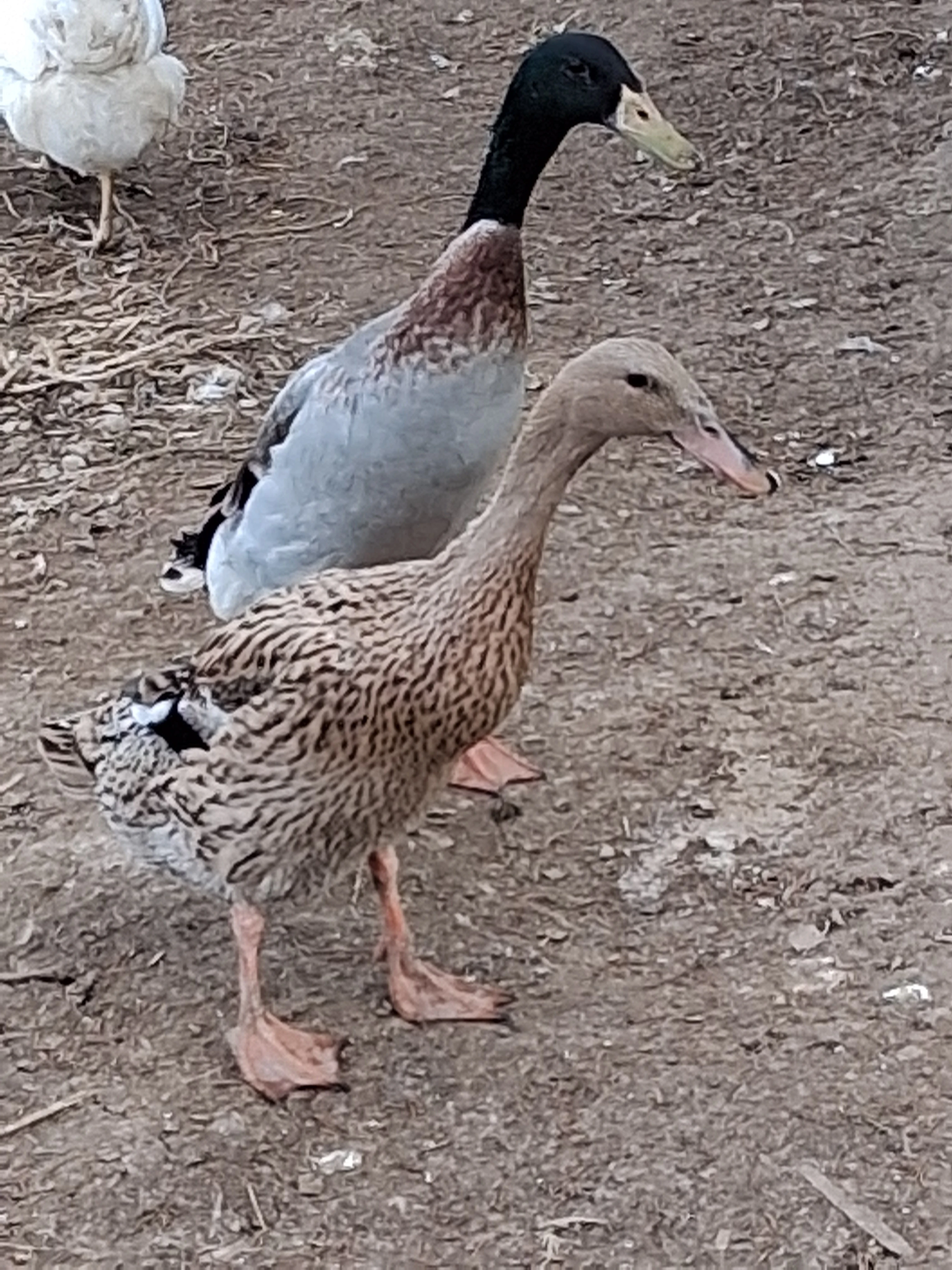 Prodám pár indický běžec