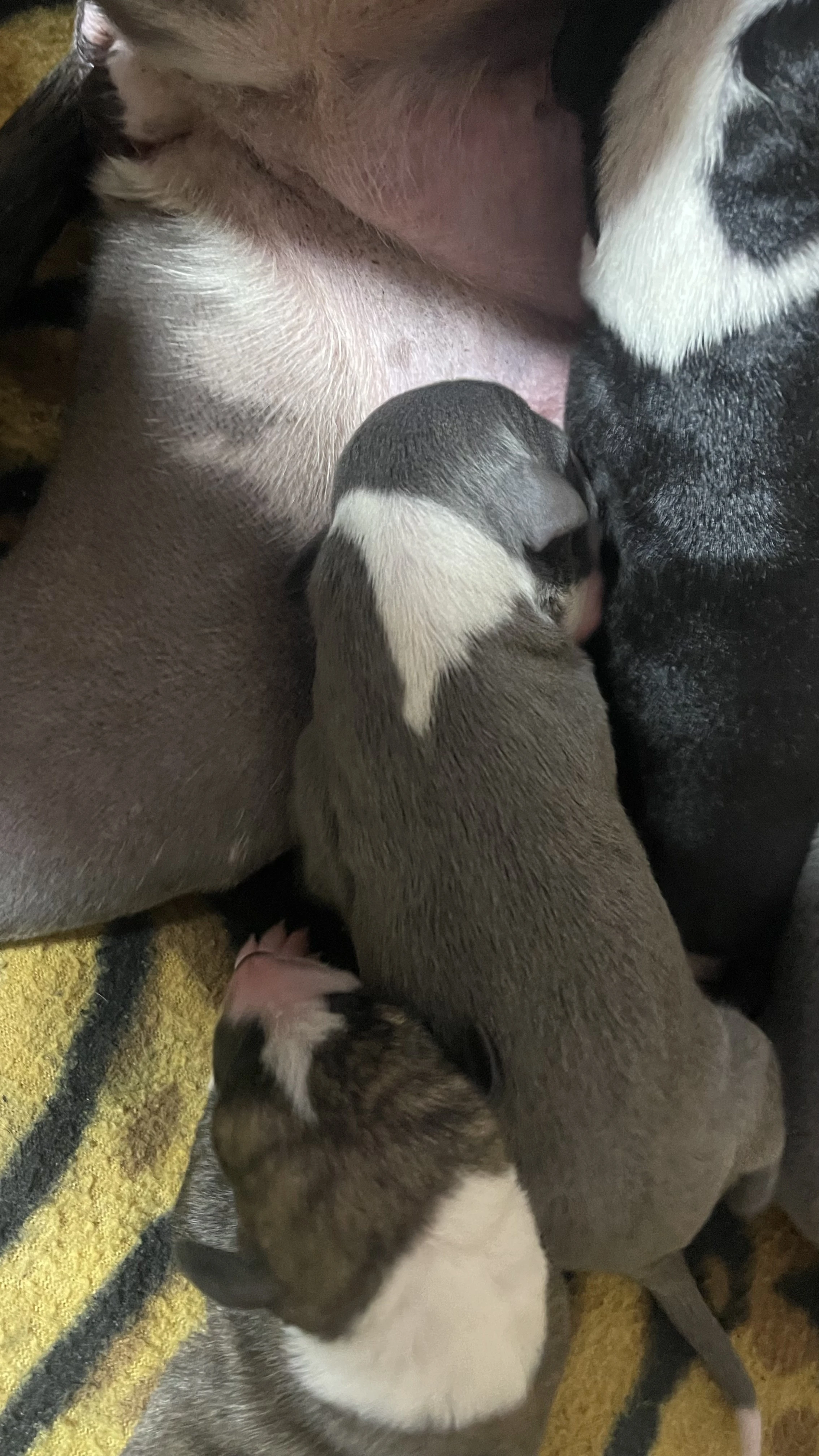 Vipet- štěňátka s PP