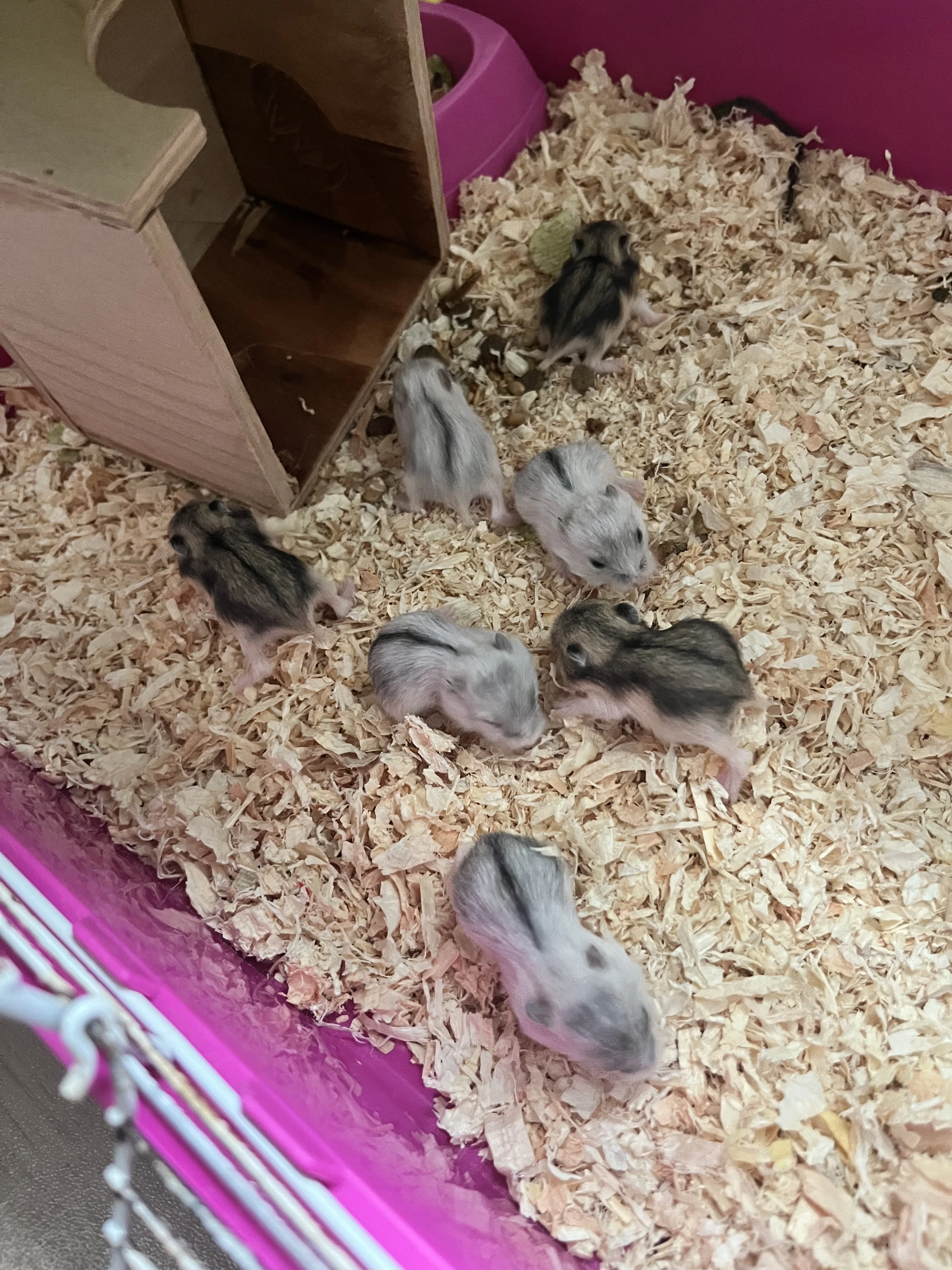 Prodám pěkné křěcky