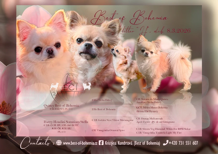 Čivava dlouhosrstá s PP (FCI)