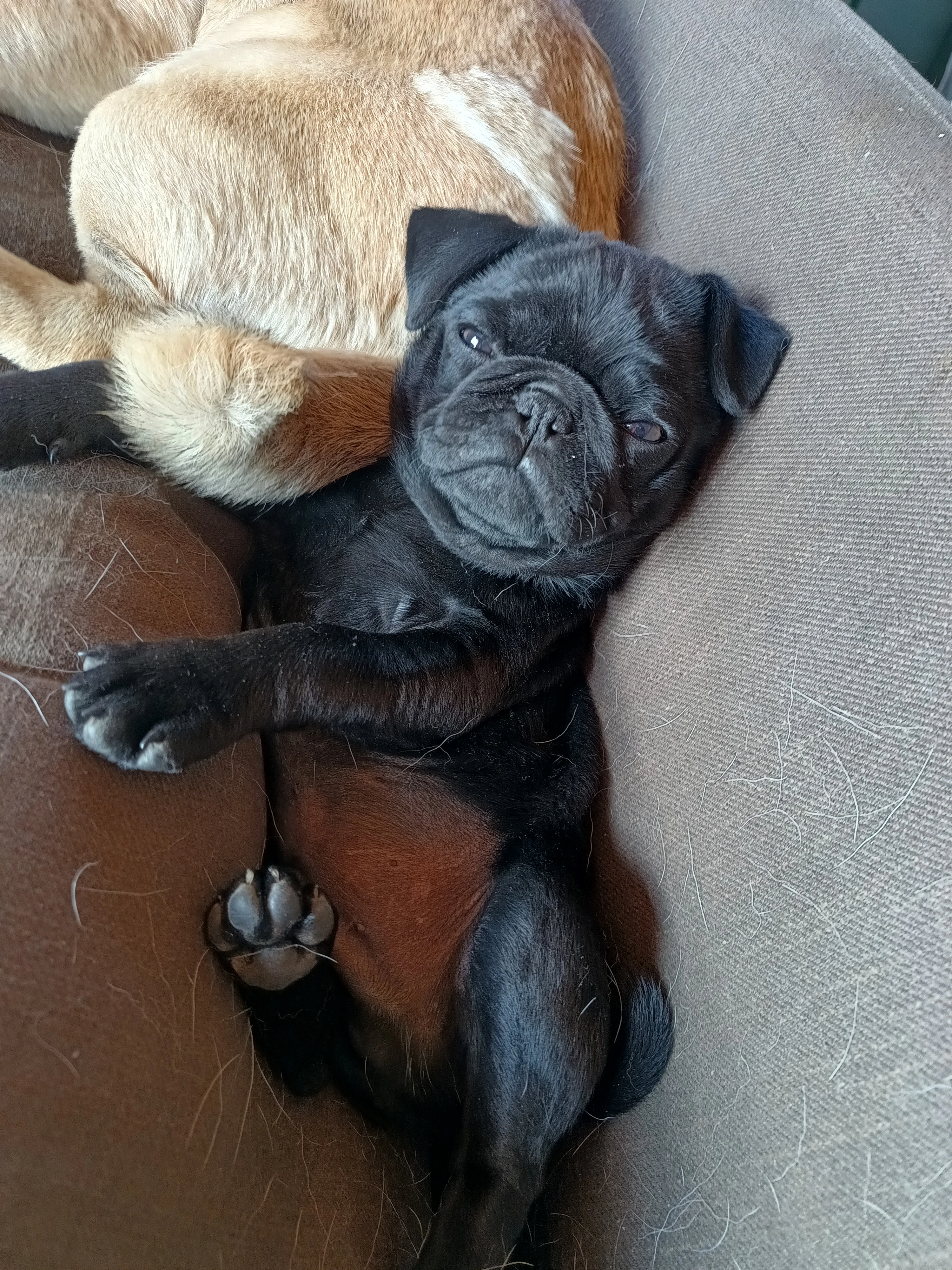 Prodám štěně mopse