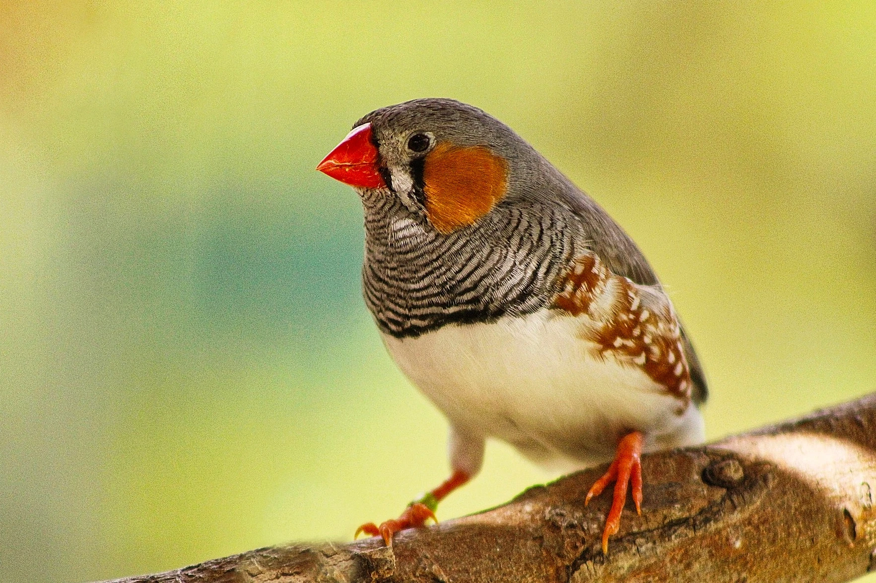 Prodám Zebřičky pestré