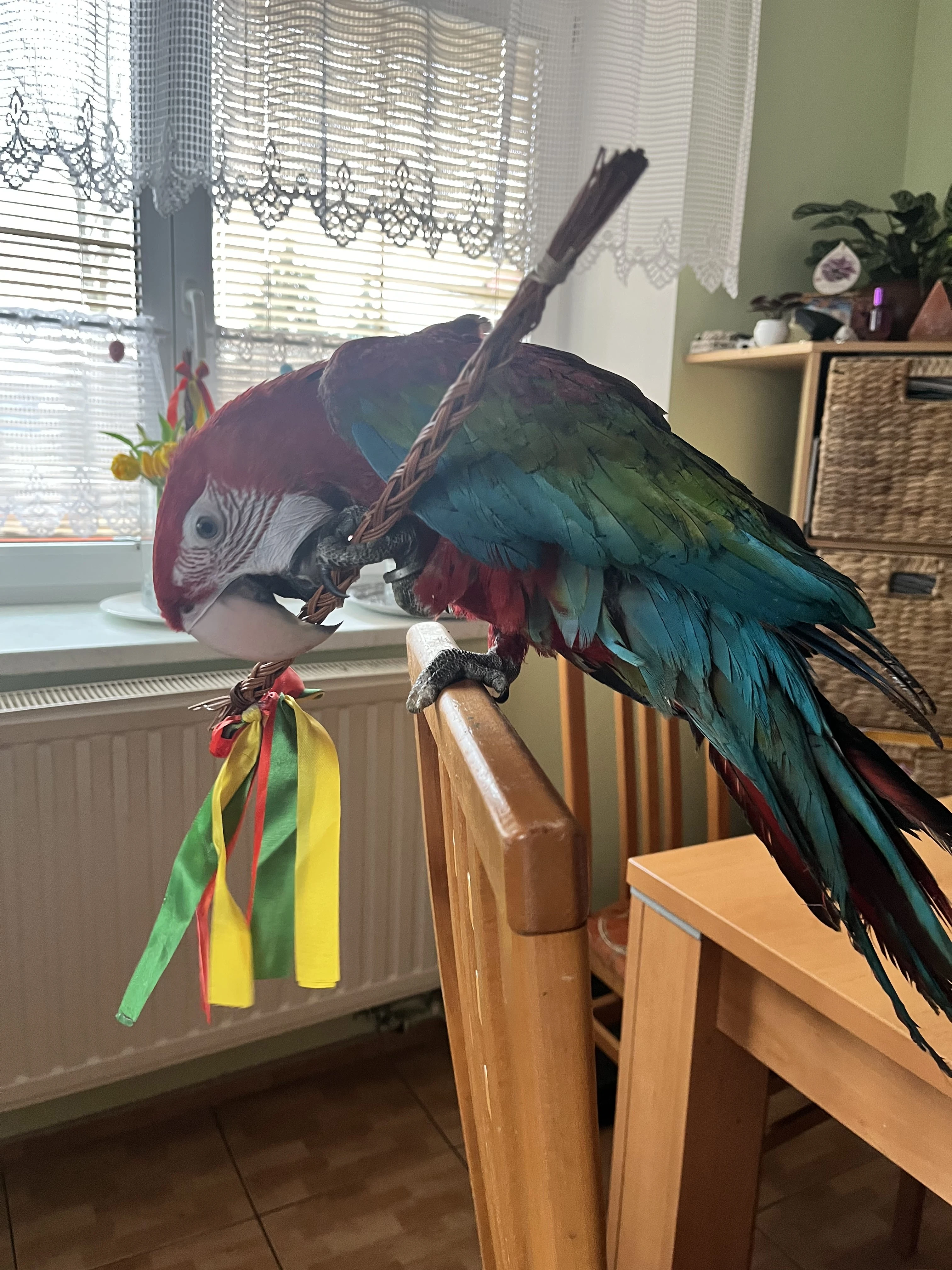 Ochočená ara zelenokřídlá, Rotty