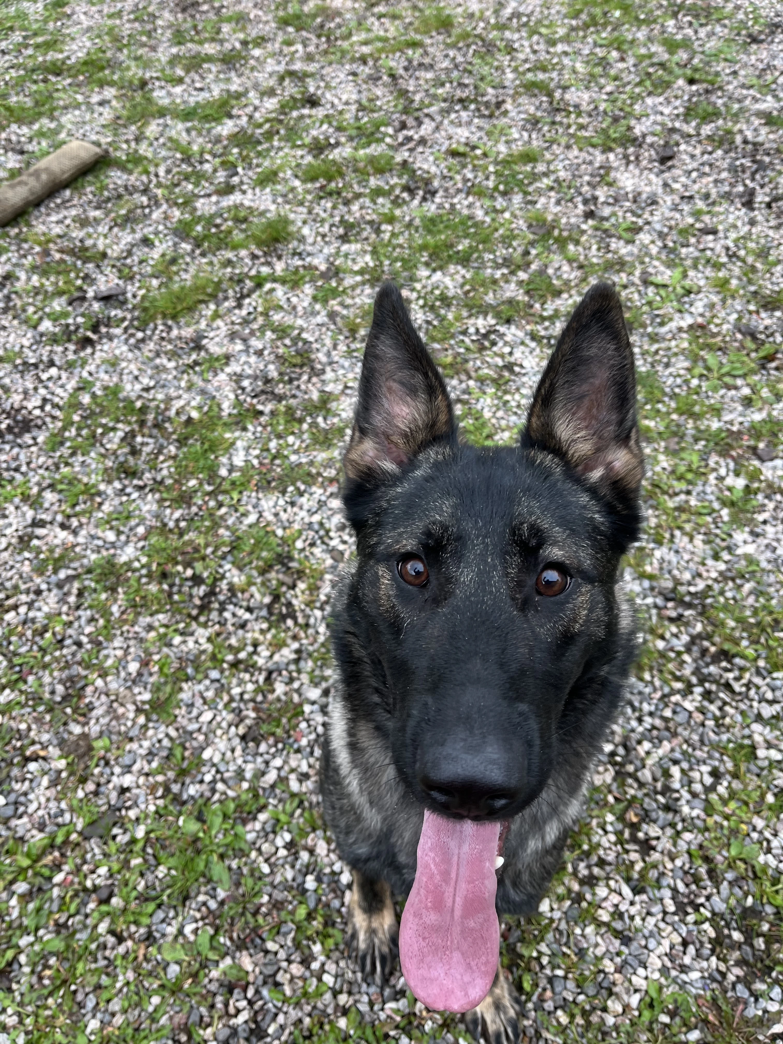 Německý ovčák fena