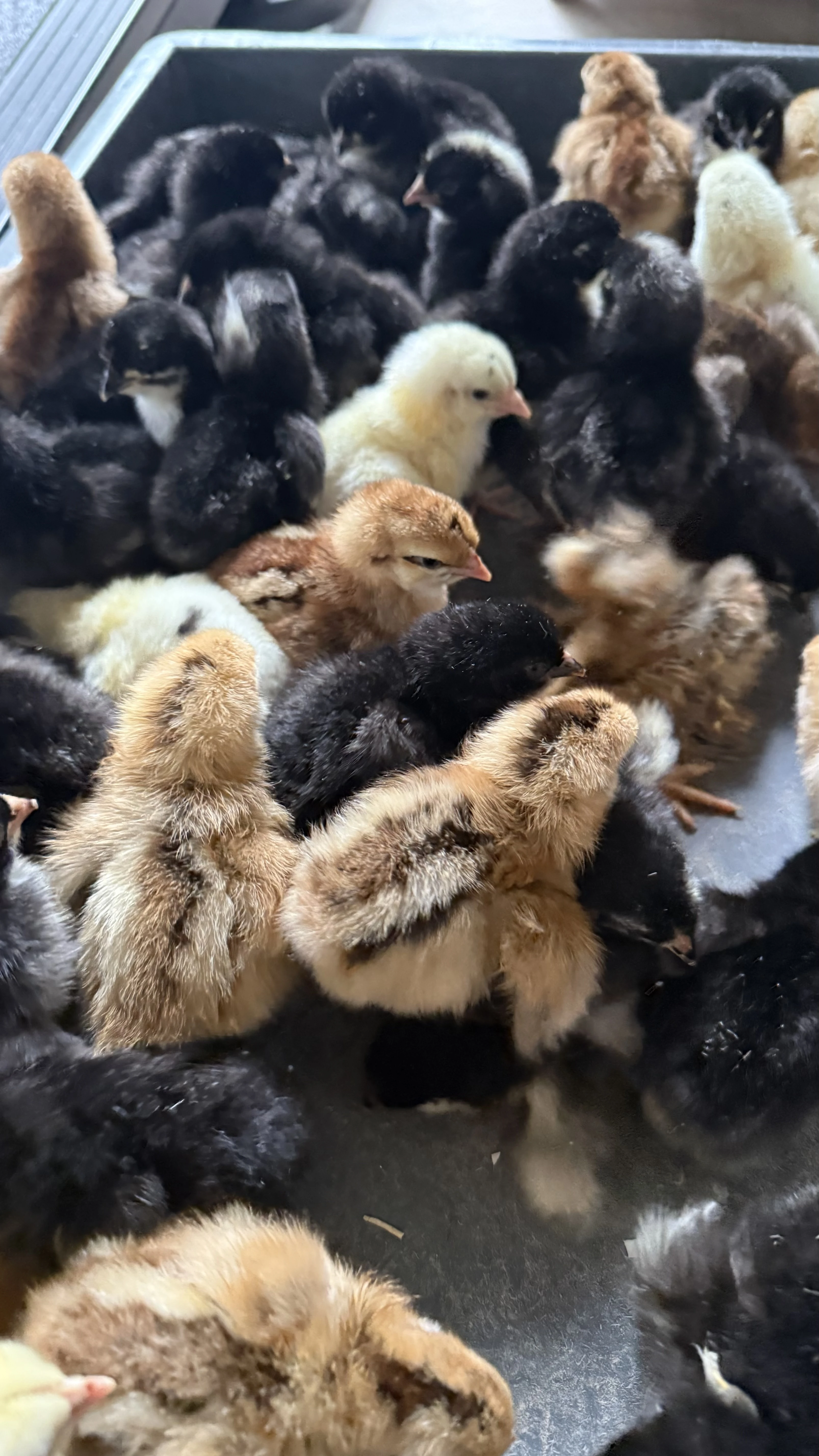 Kuřata na barevná vejce