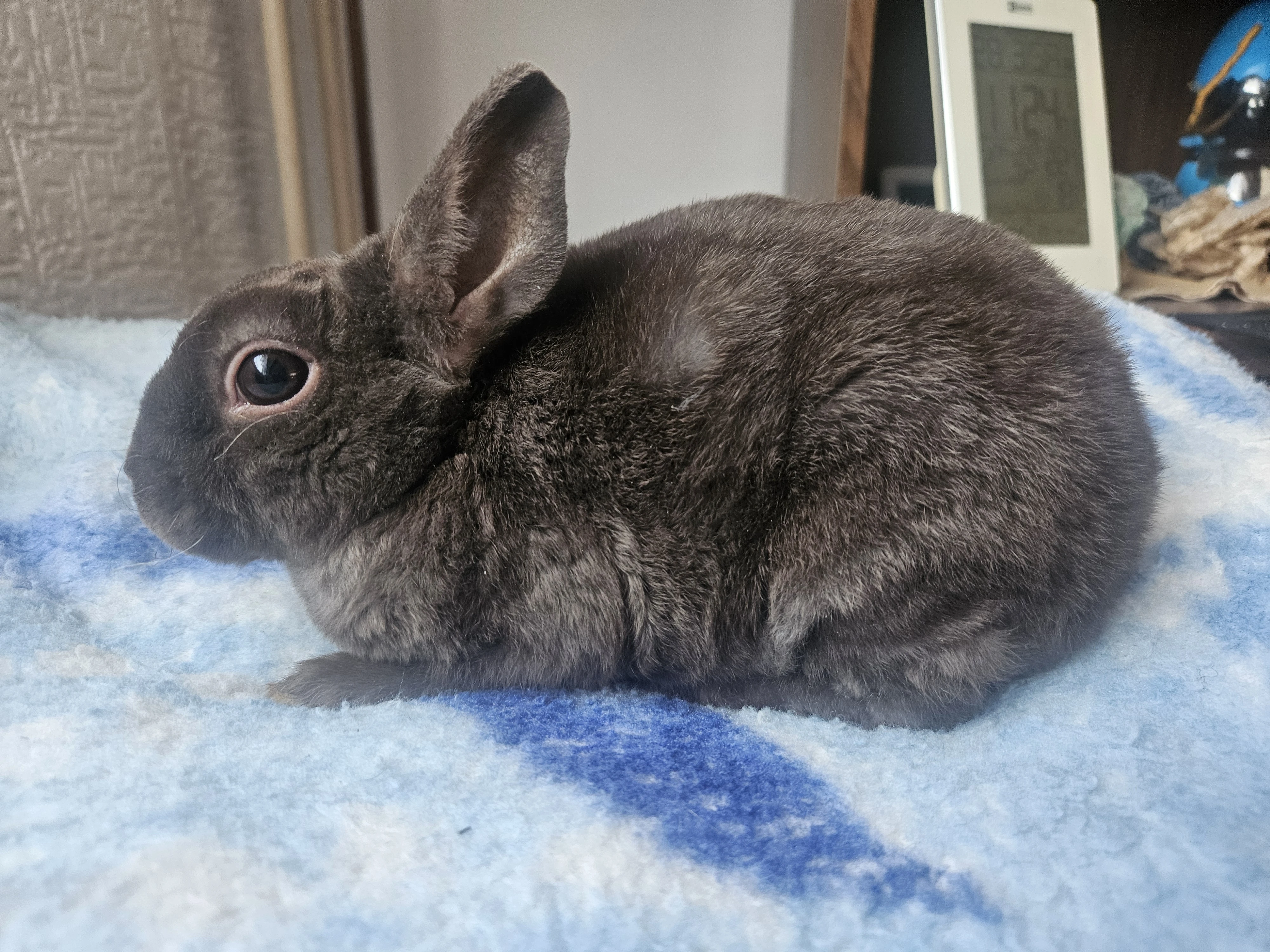 Zakrslý králíček