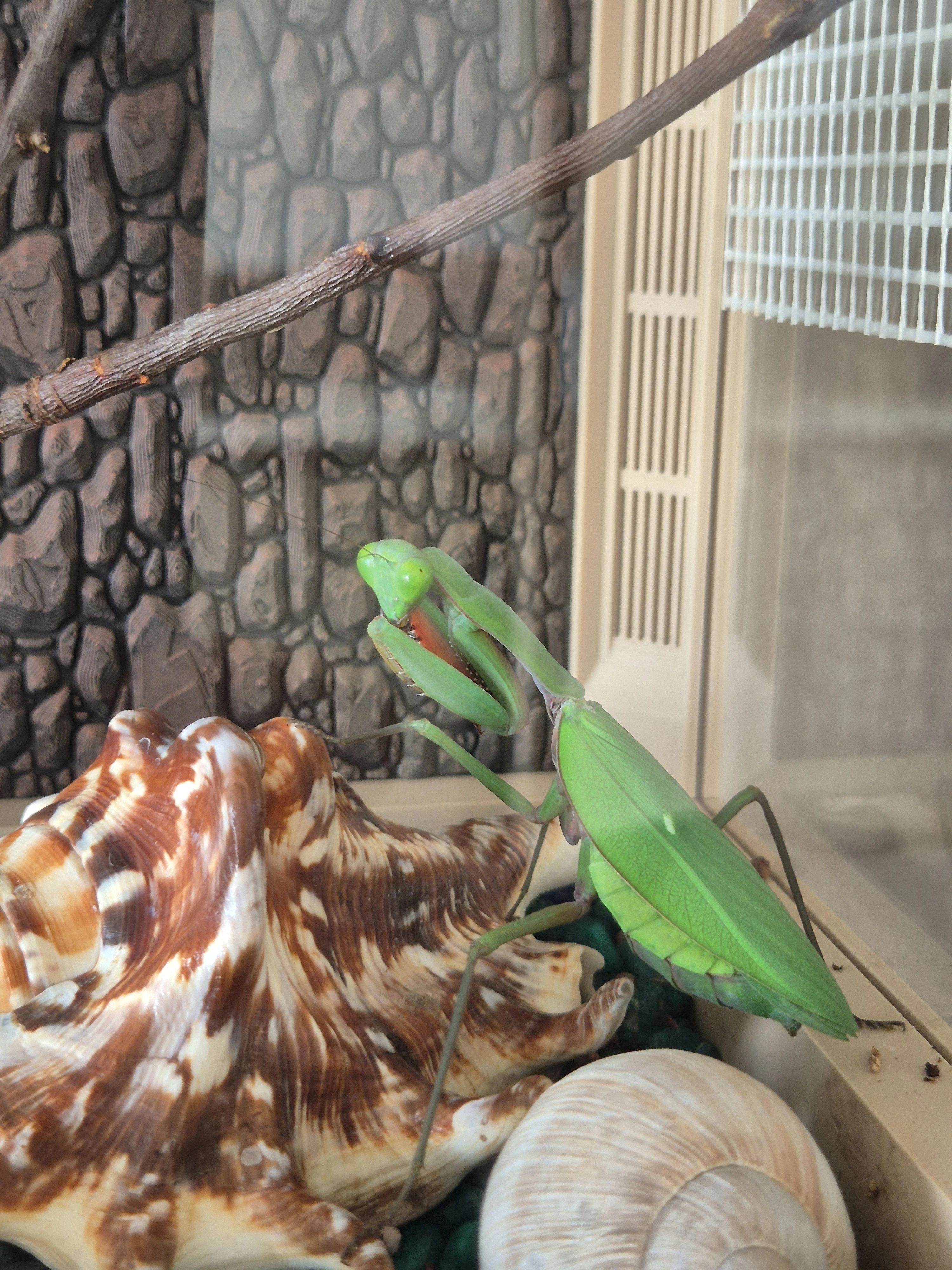 Kudlanka Heriodula Majuscula