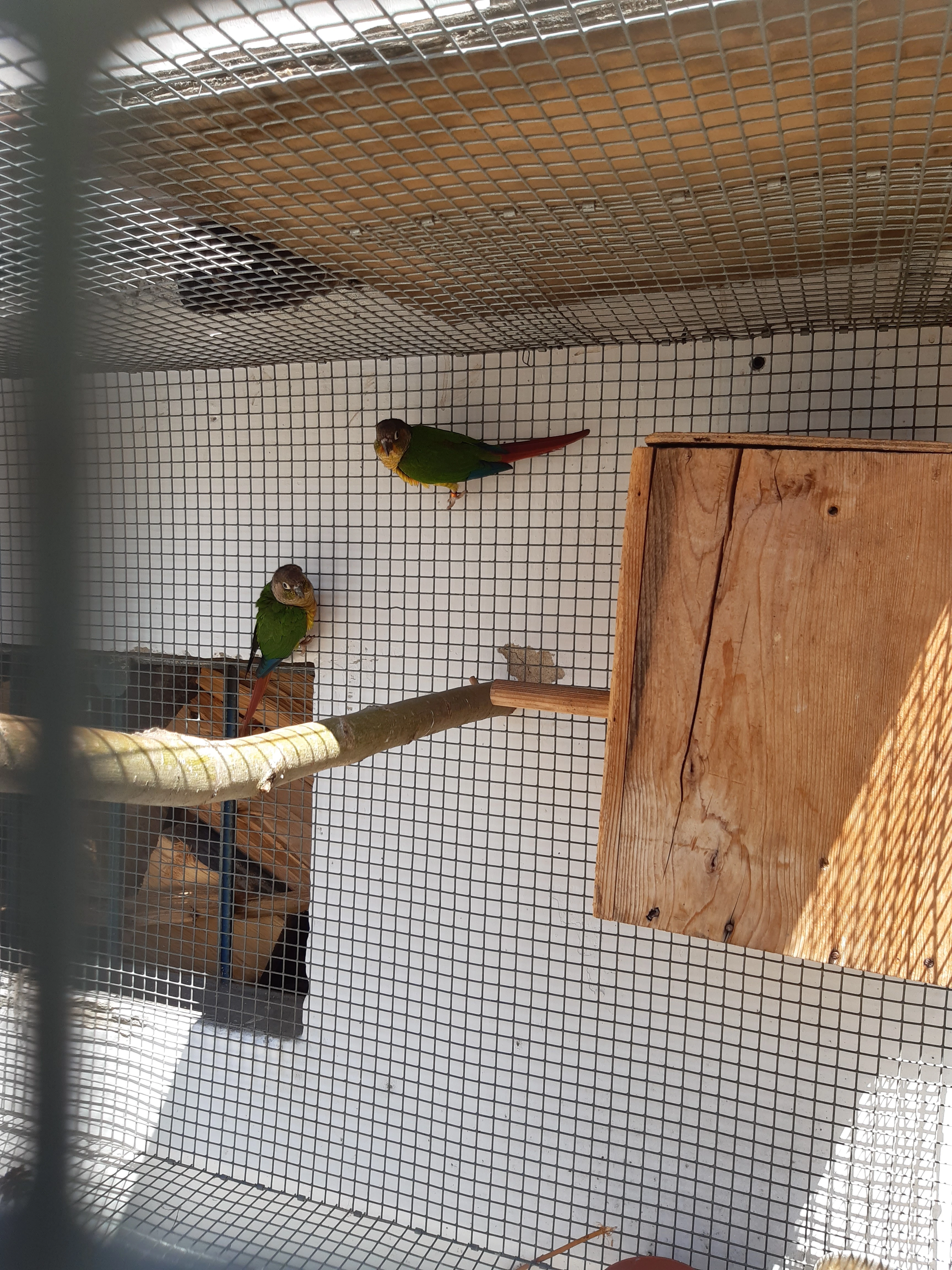 Pyrura žlutoprsá   hypoxanta