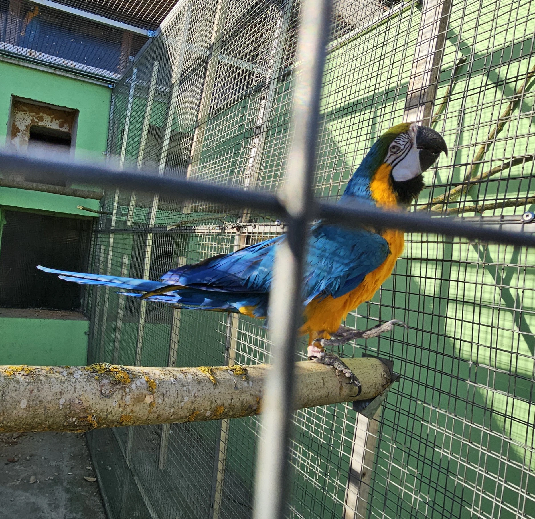 Ara ararauna Prodám