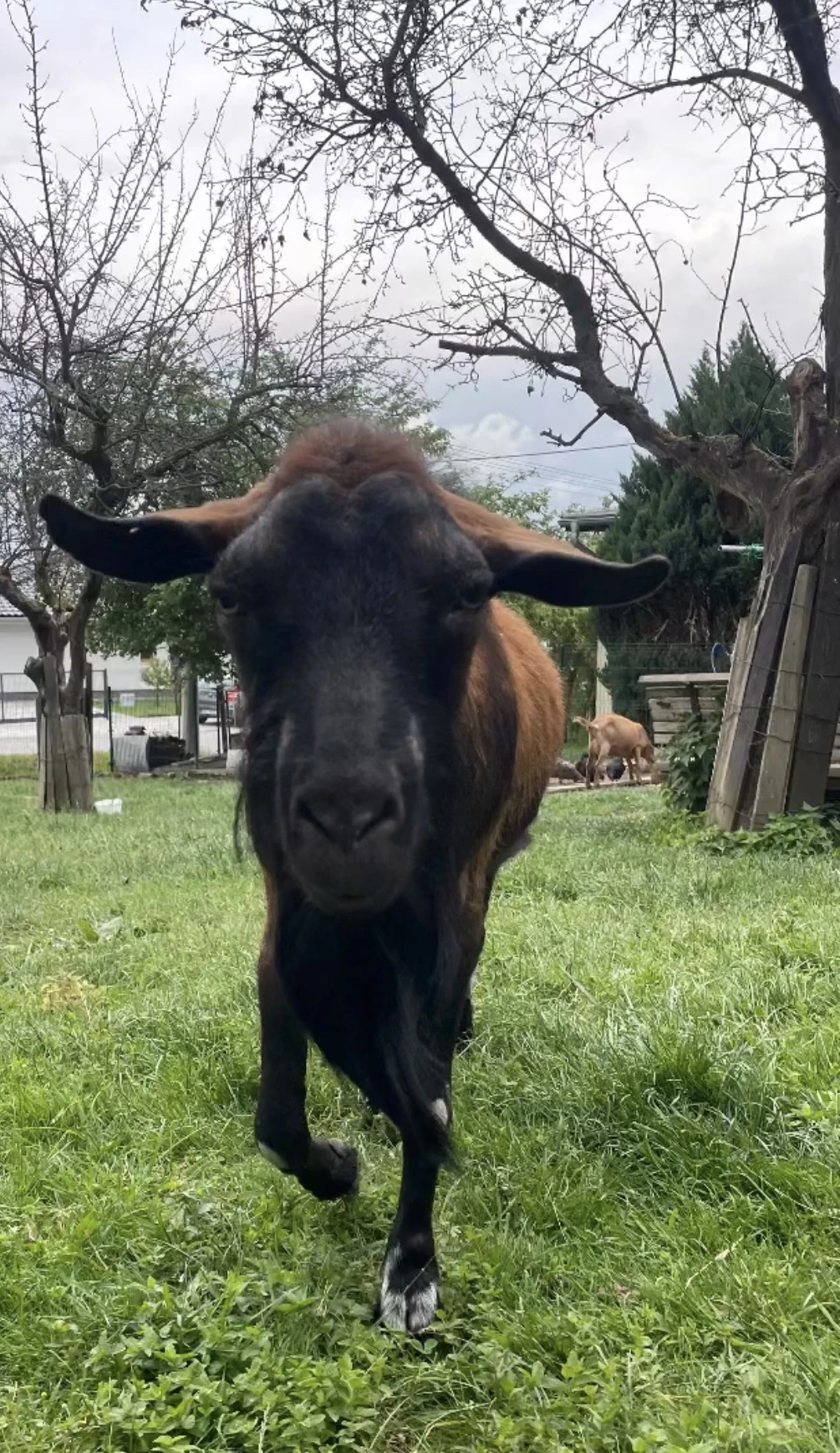 Česká hnědá krátkosrstá koza