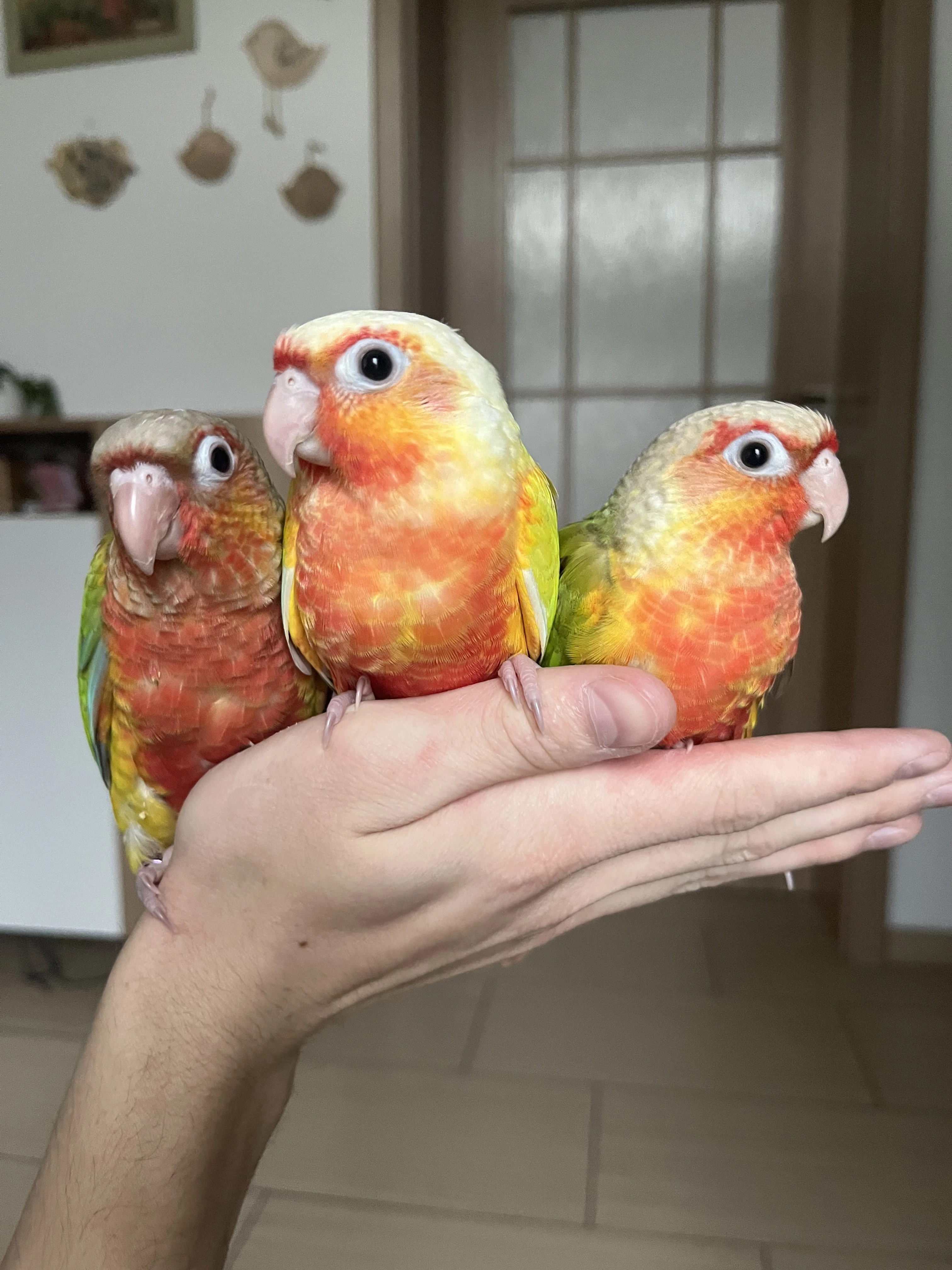 Pyrura - ručně dokrmená mláďata