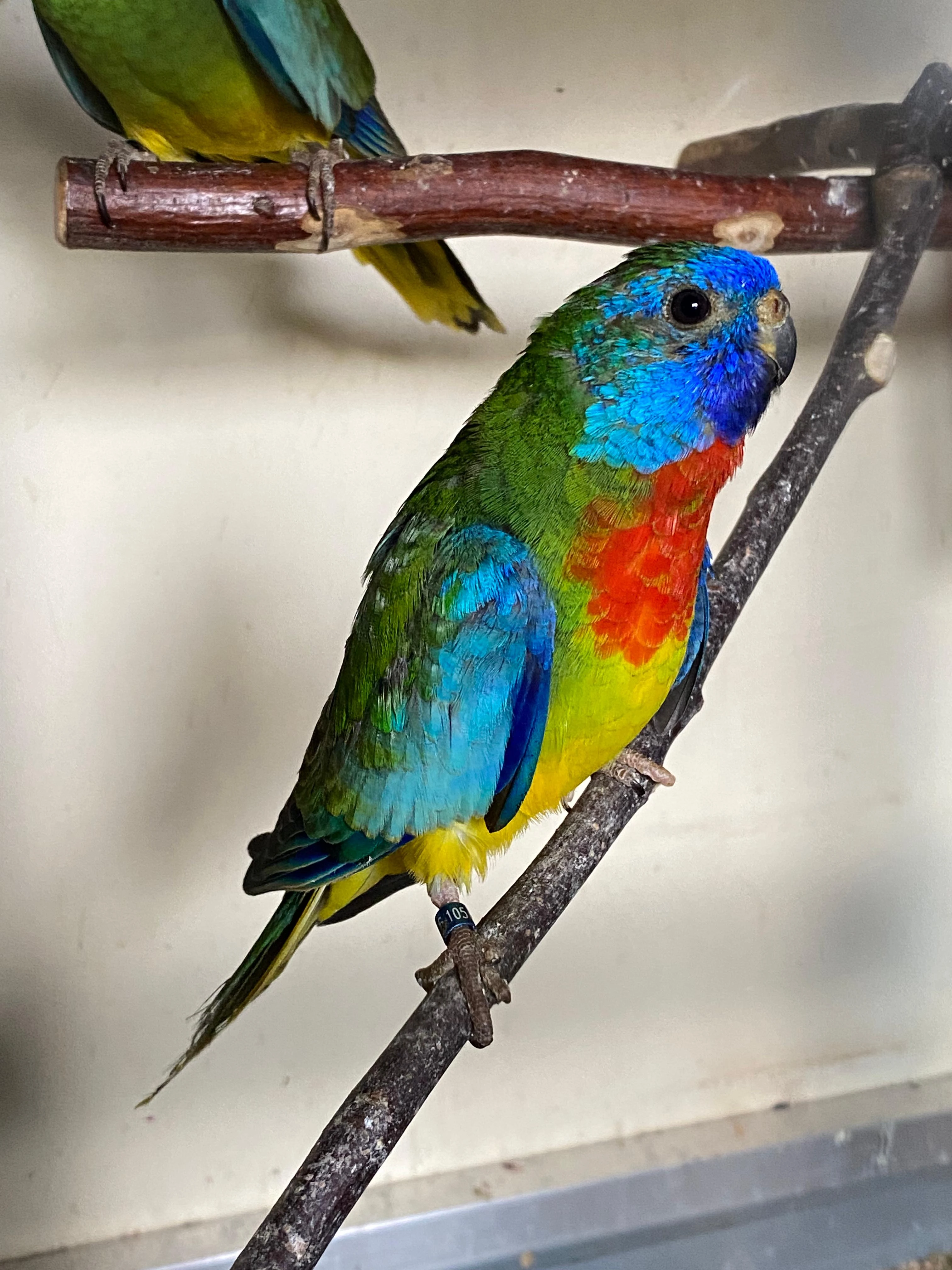 Neoféma modrohlavá samec