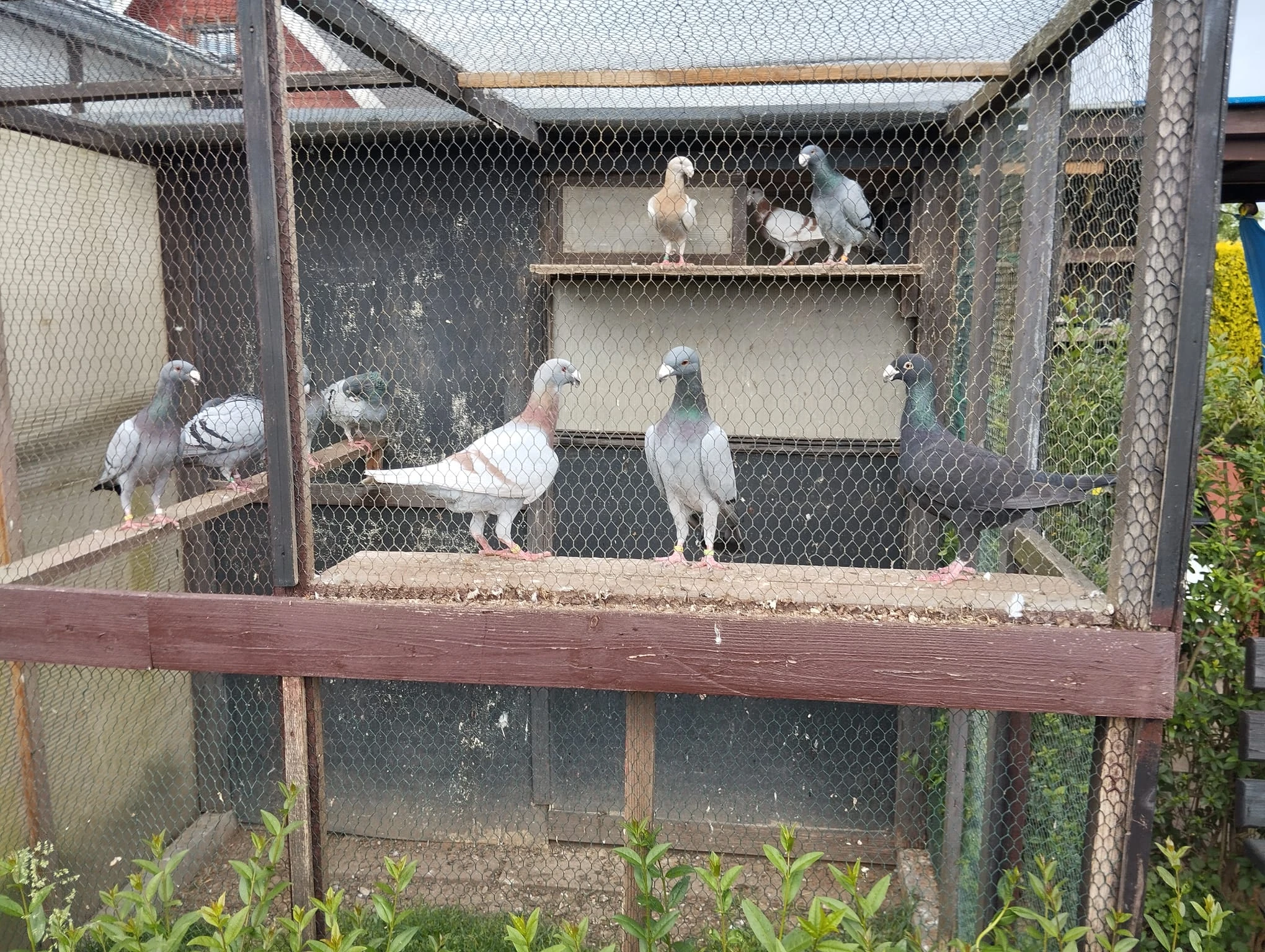 Prodám Německe výstavní holuby