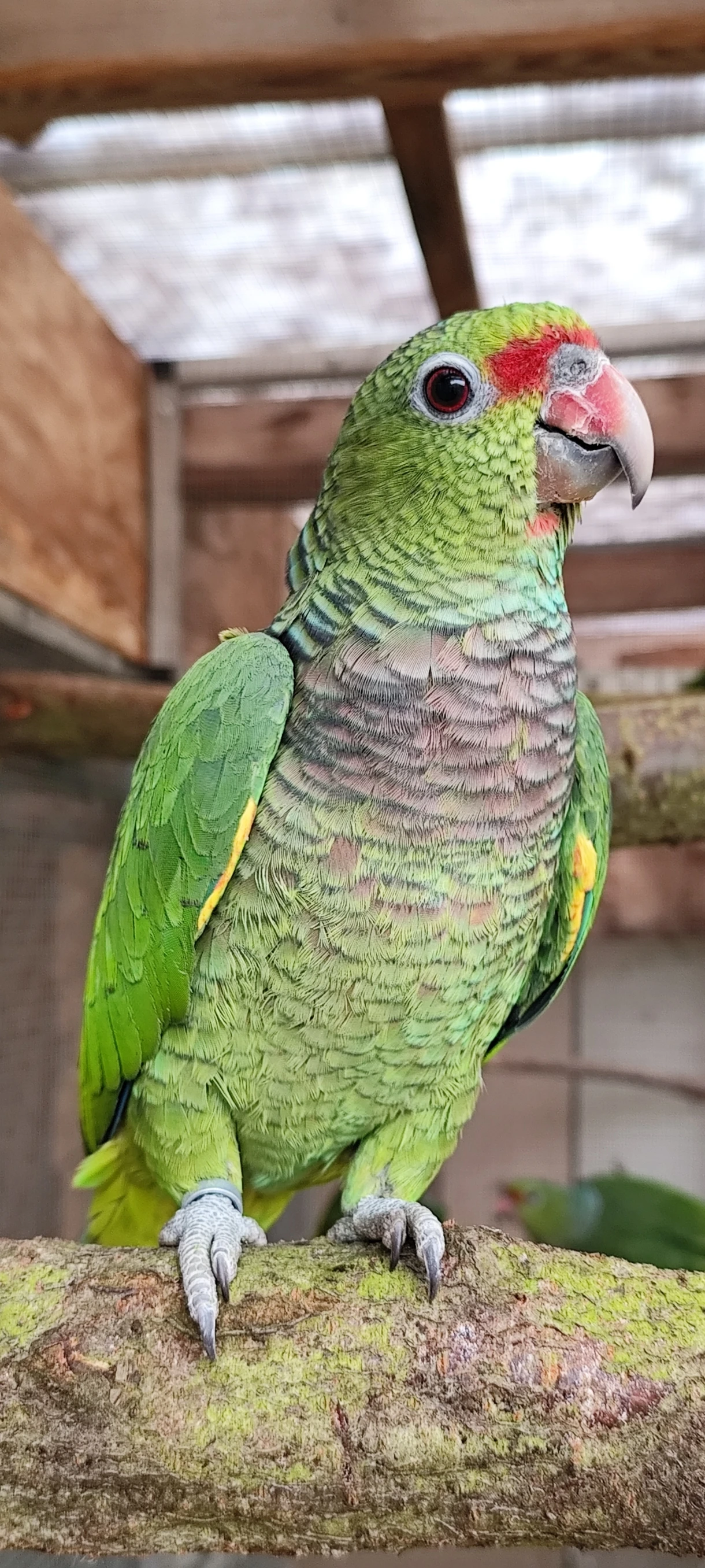 0.1 Amazona Vinacea