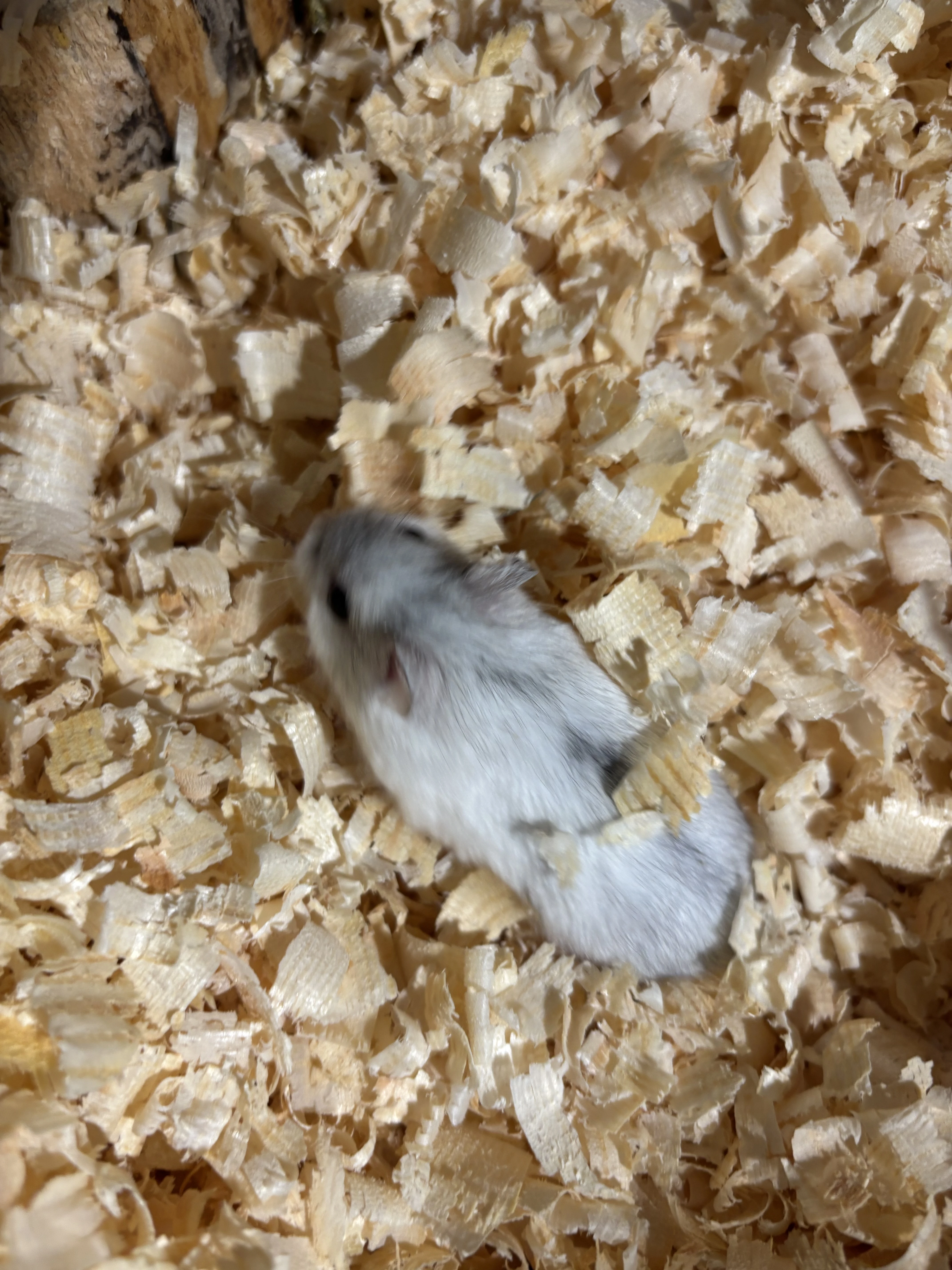 Křeček džungarský