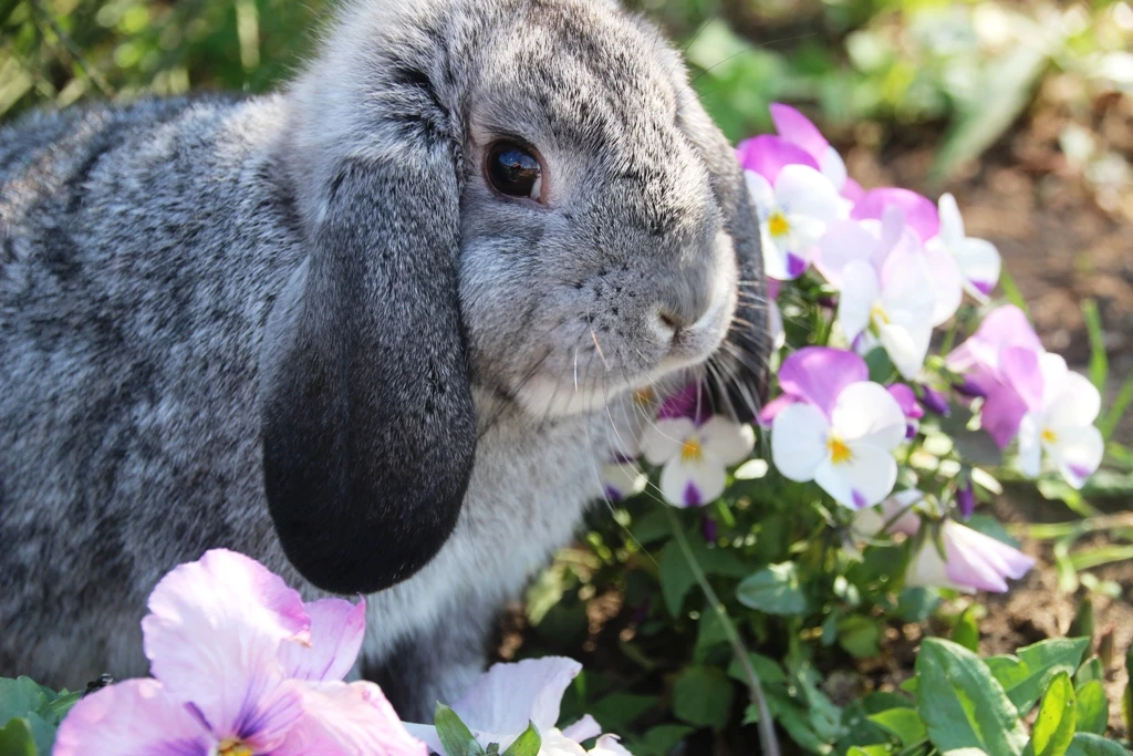 Zakrslý beránek činčilový