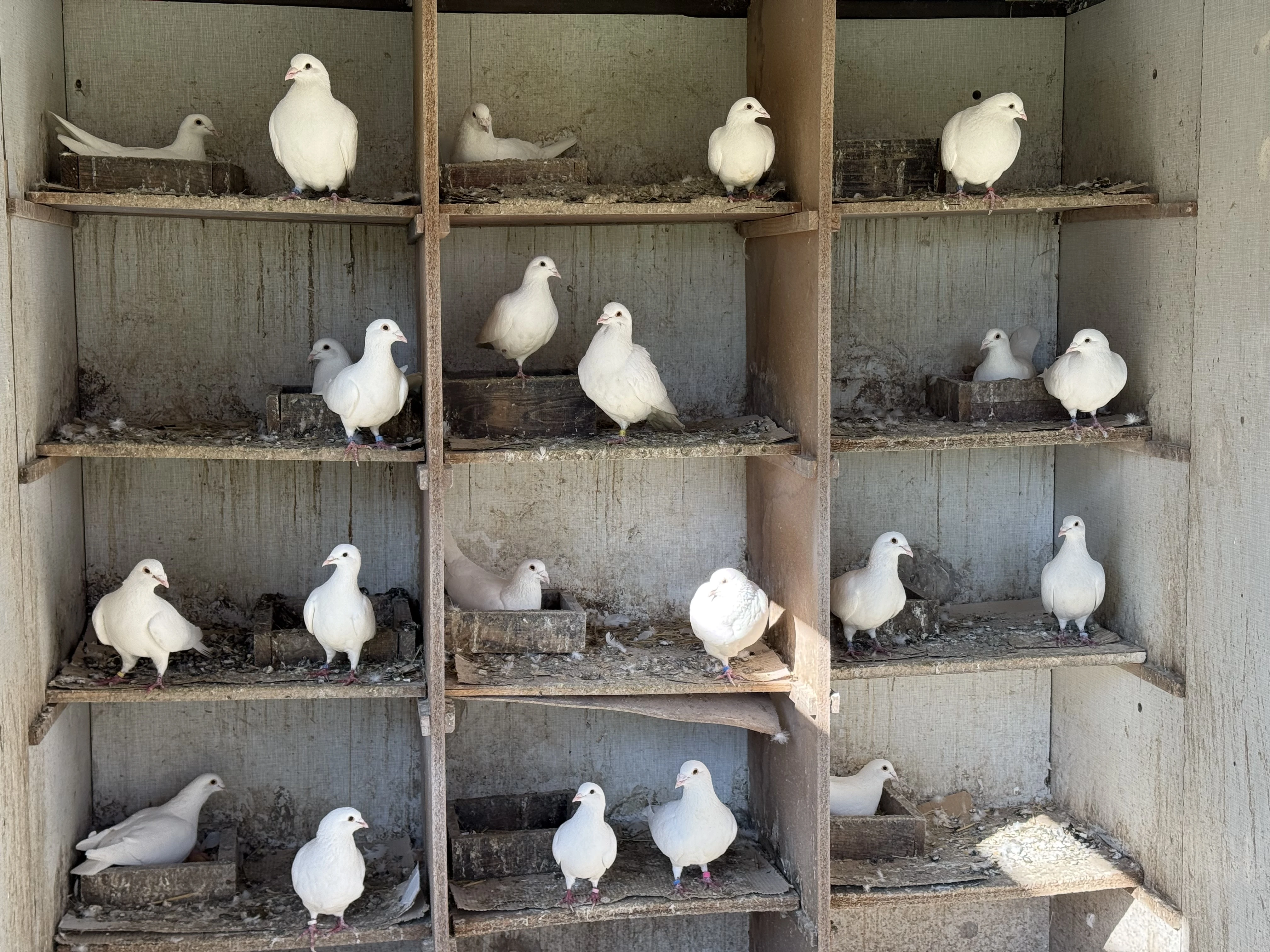 Bílí poštovní holubi